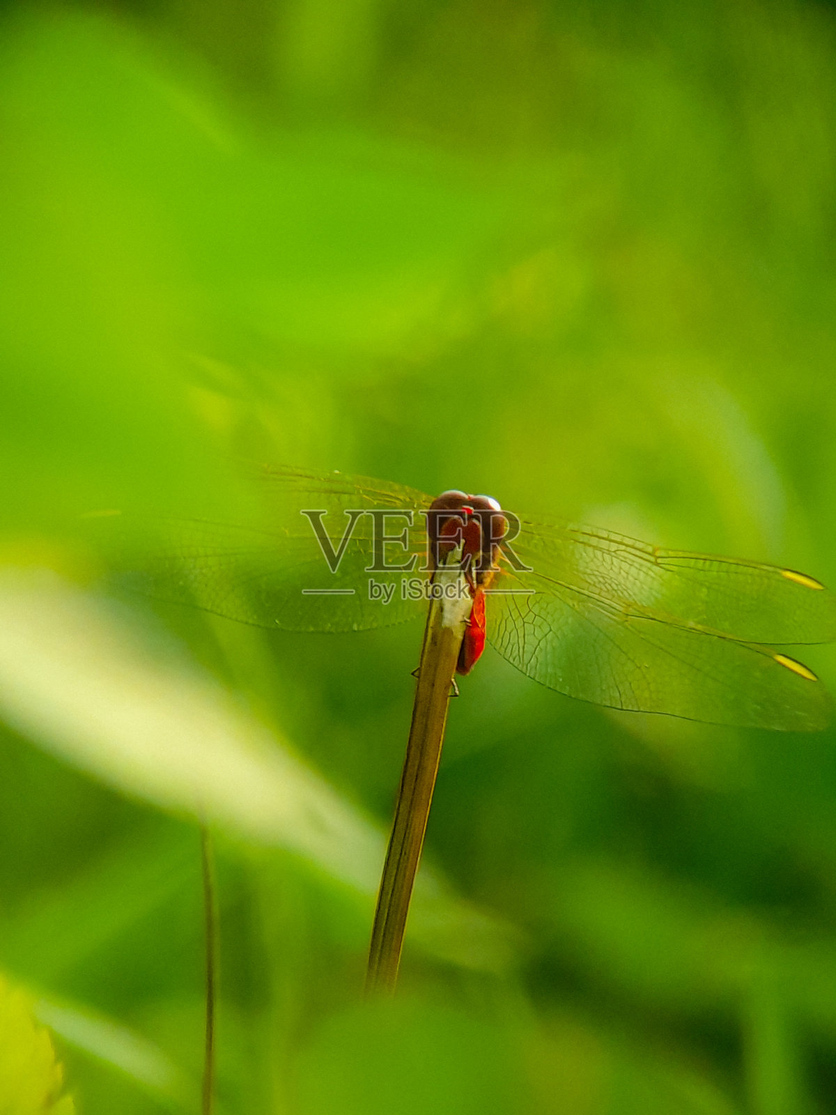 蜻蜓照片摄影图片