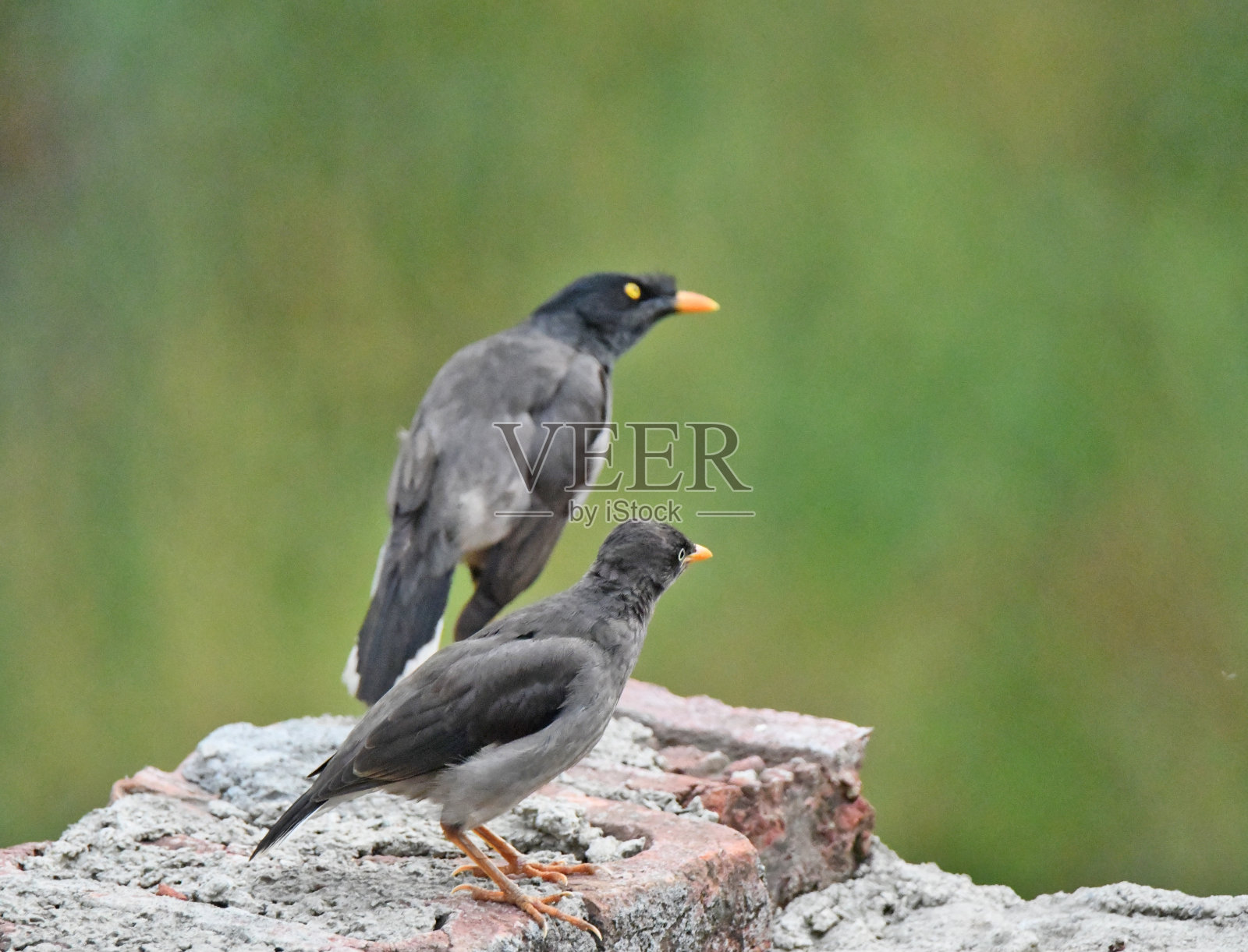 鸟在墙上照片摄影图片