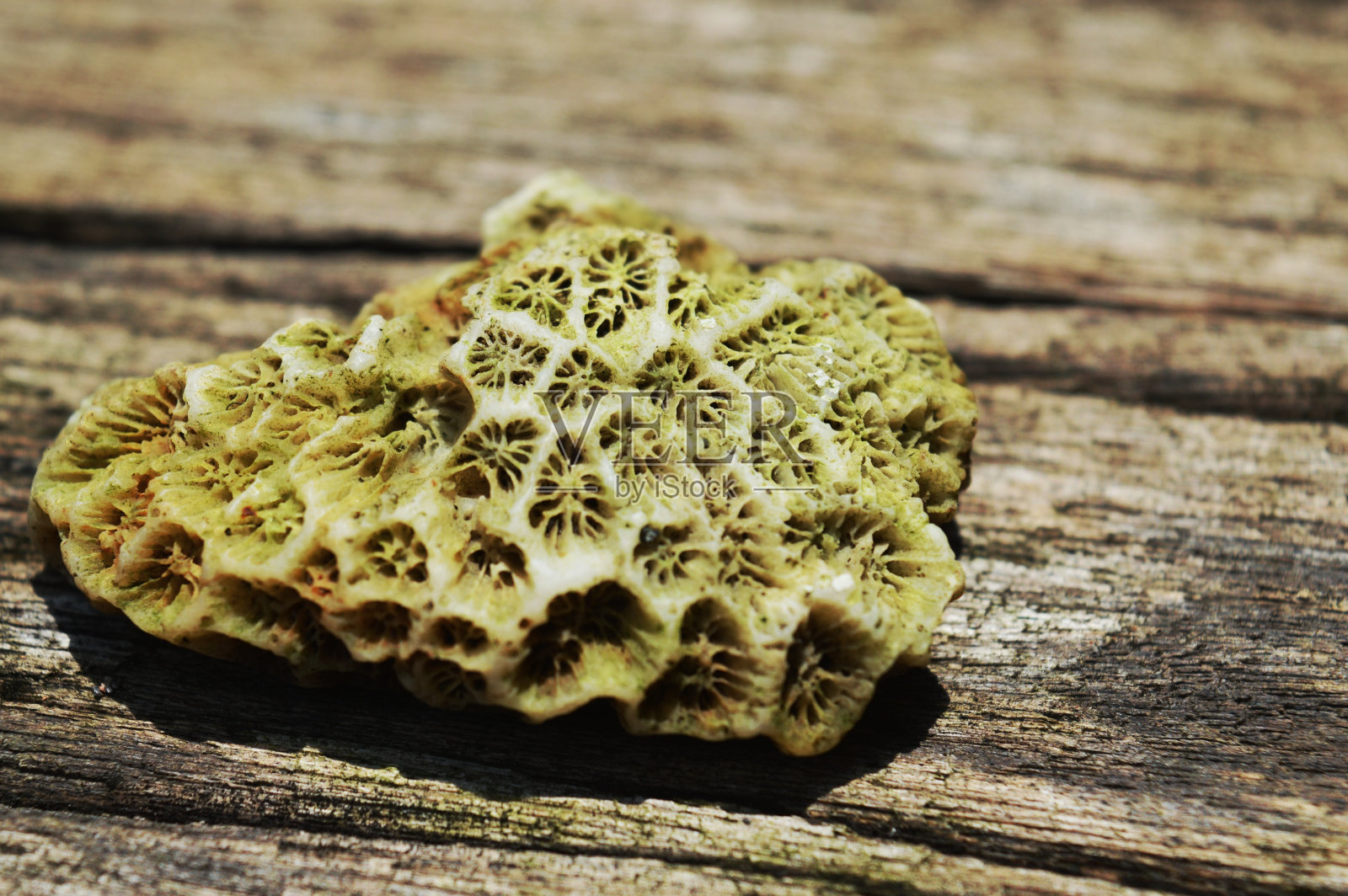 美丽的海石纹理照片摄影图片