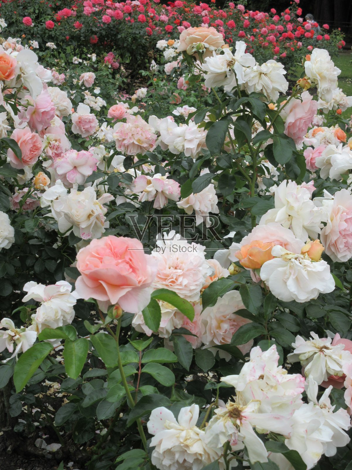 2021年7月，斯坦利公园玫瑰园鲜艳多彩的桃红玫瑰和鲜花照片摄影图片