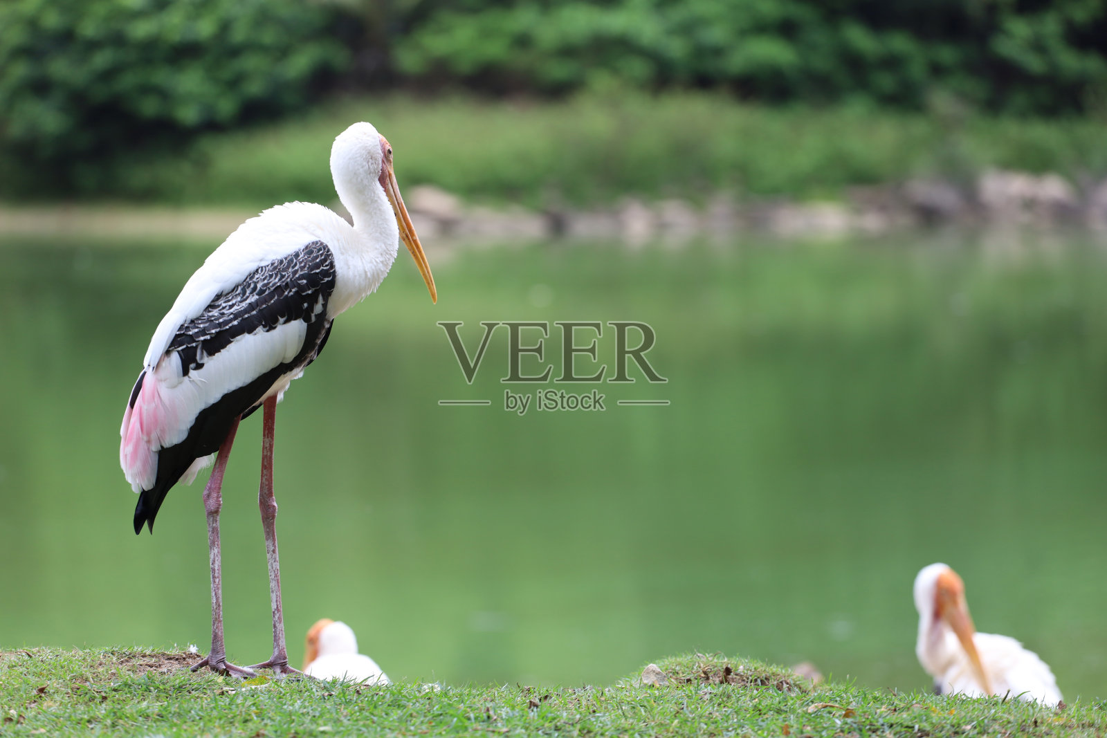 花园中的彩鹳鸟(mycoteria leucocephala)照片摄影图片
