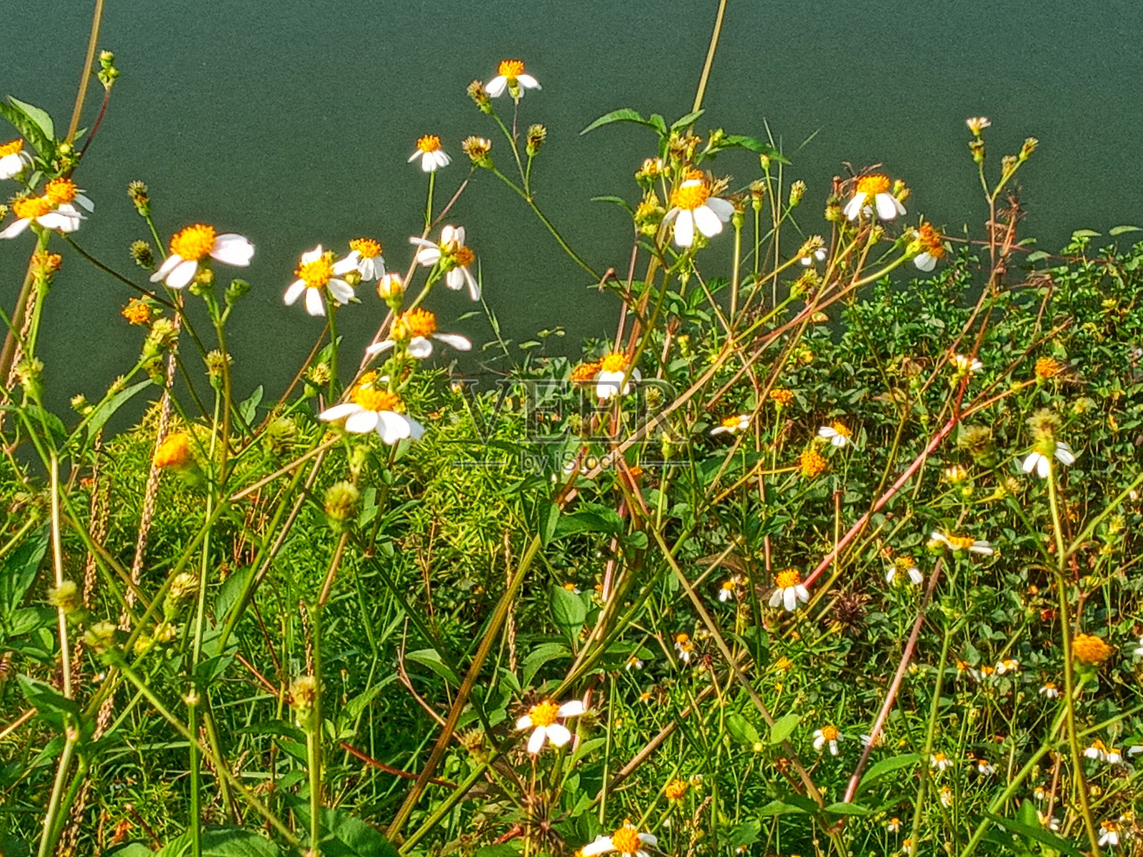 野花:鬼针草照片摄影图片