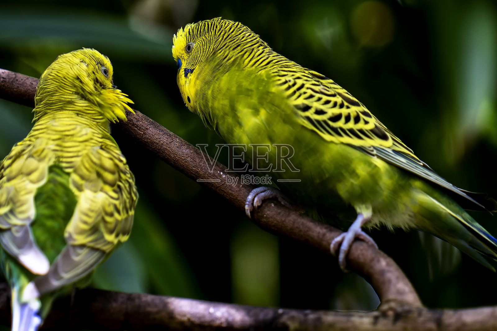 两只热带鸟在树上休息照片摄影图片