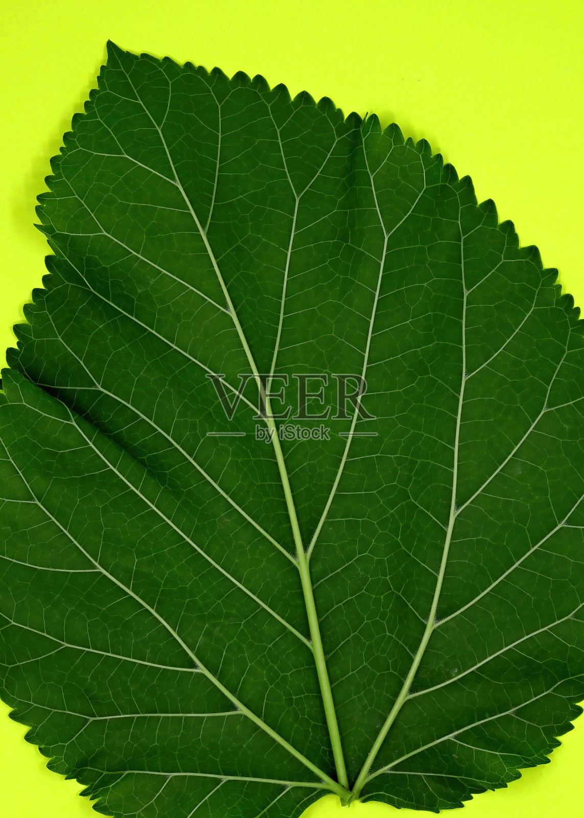 绿叶带着水滴照片摄影图片