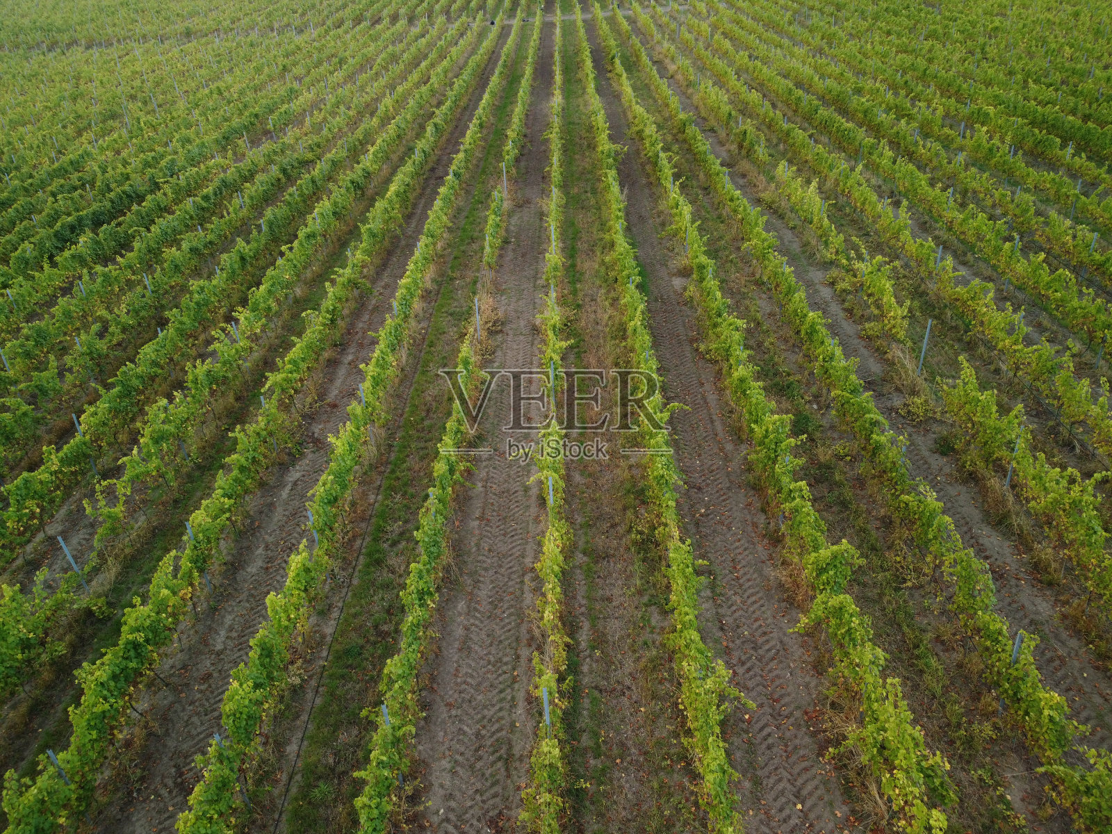 日落时俯瞰的葡萄园种植园。电影无人机鸟瞰绿色高地山谷乡村。野生自然景观中的生态农业。旅游,旅游的概念照片摄影图片