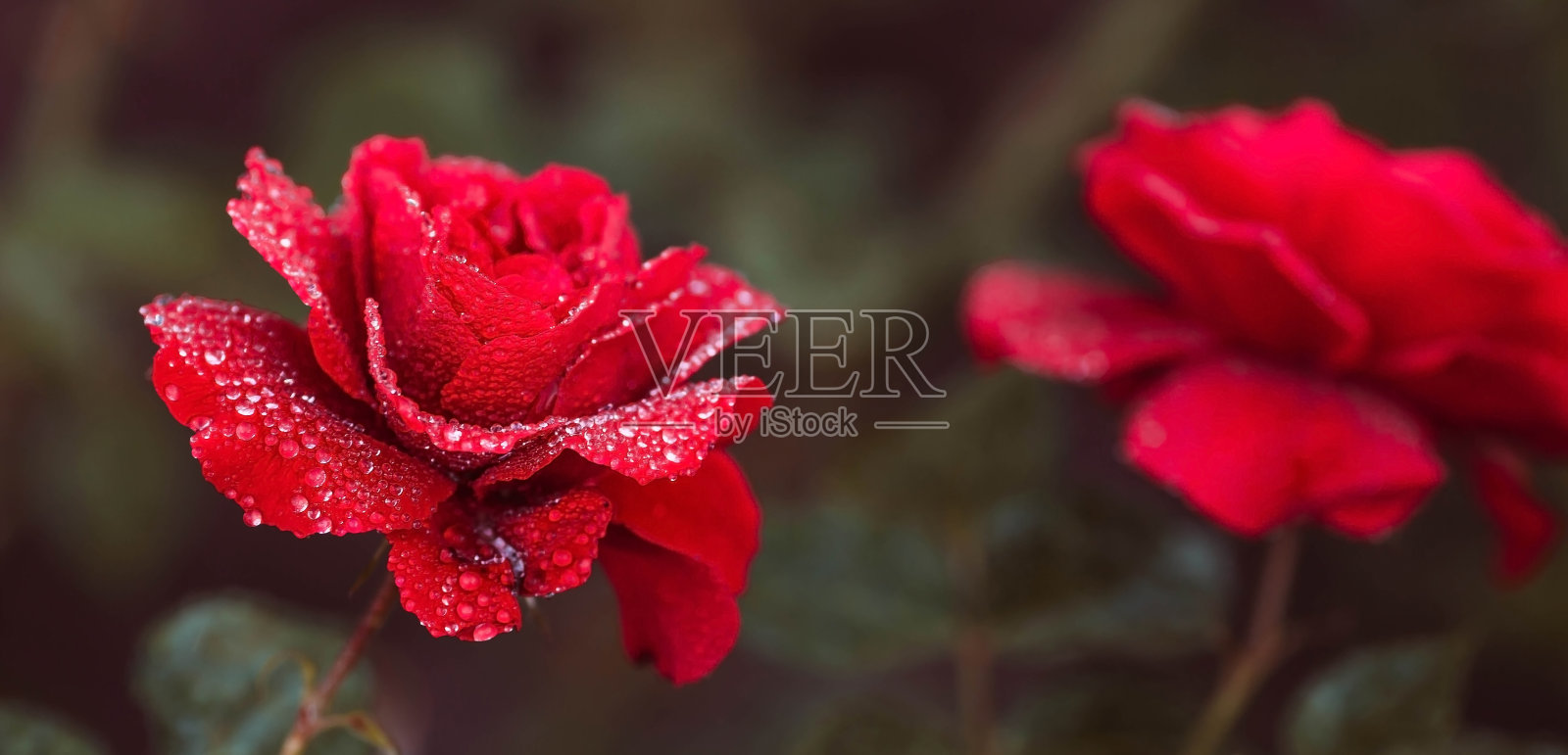 夕阳下一朵红玫瑰，缀着雨滴。背景图像是绿红色的。自然、环保的自然背景。文本所在位置的副本。照片摄影图片