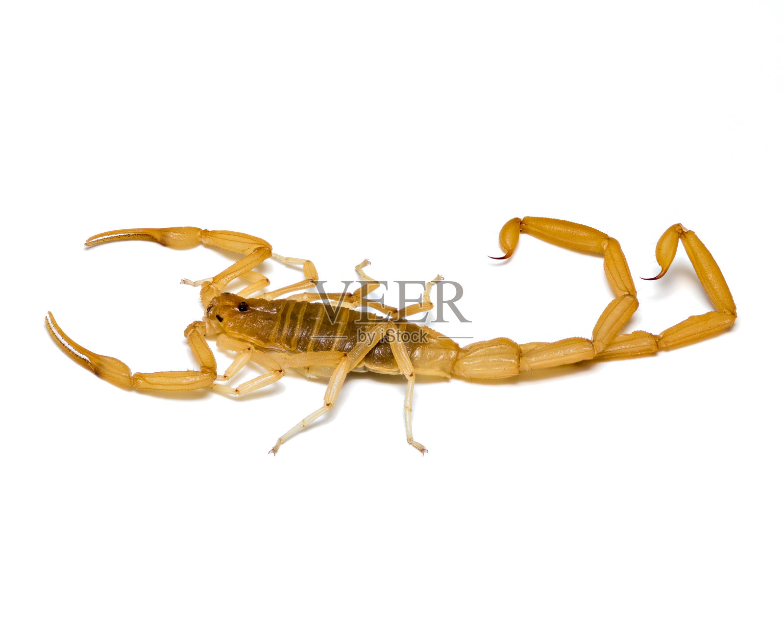 亚利桑那树皮蝎子-极端的景深详细特写照片摄影图片