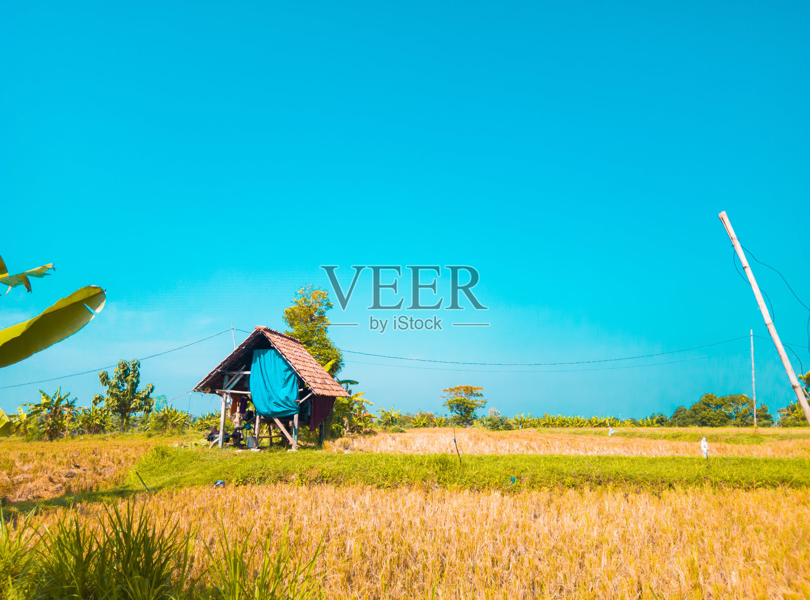 稻田里美丽的农夫小屋的景色照片摄影图片