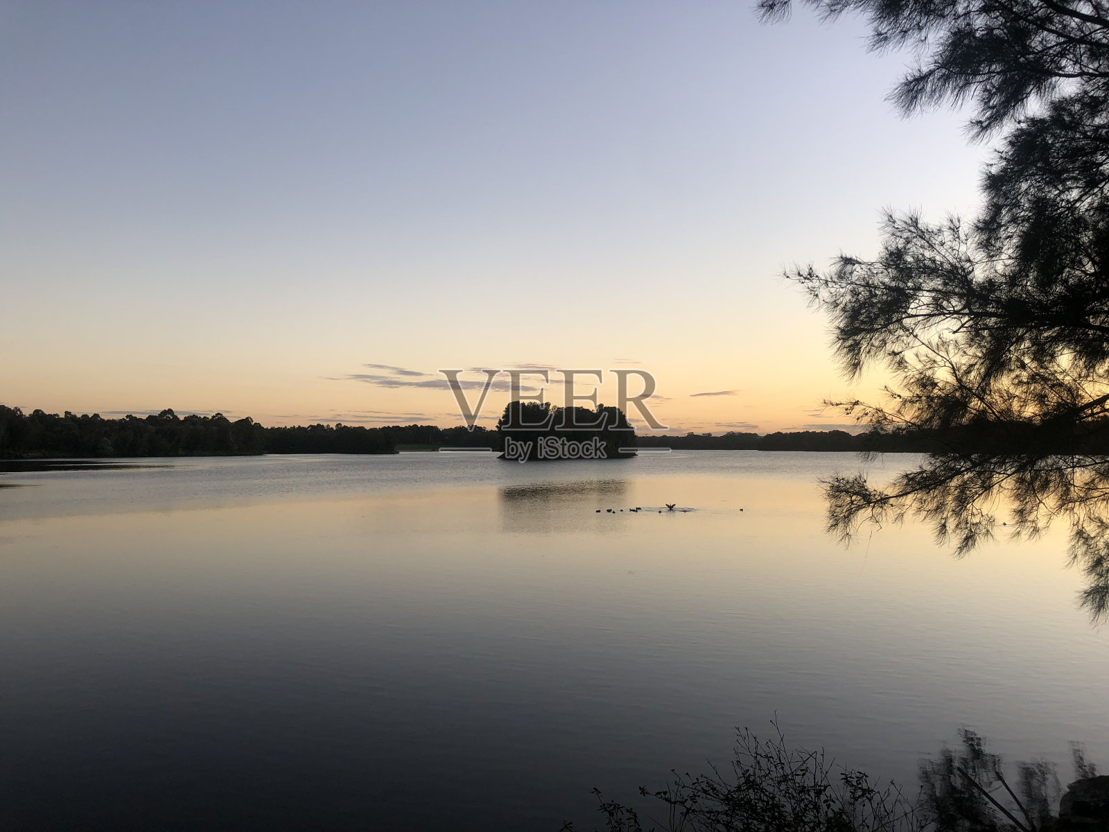 鸭子的乔治照片摄影图片