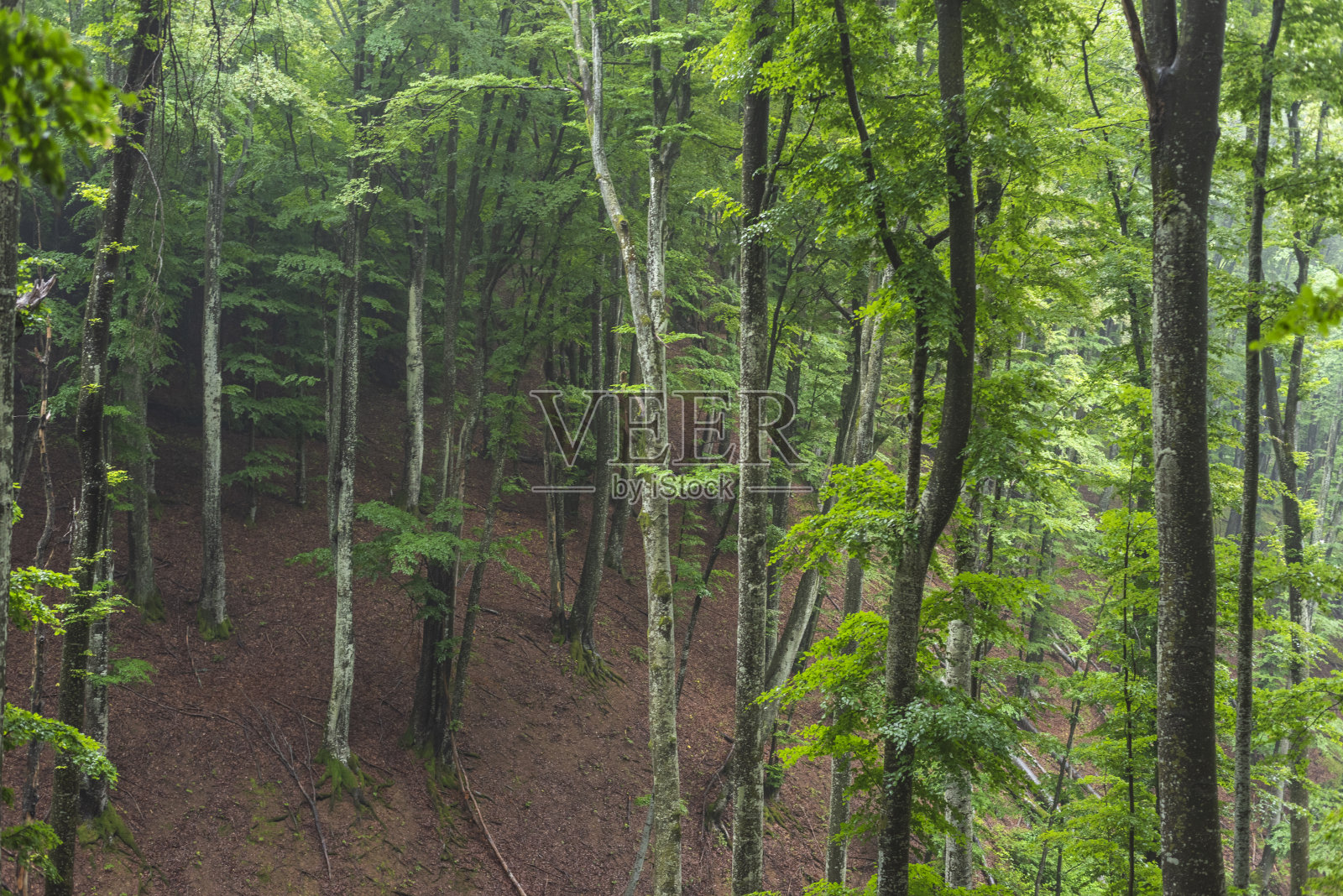 雾天山上的白桦林。照片摄影图片