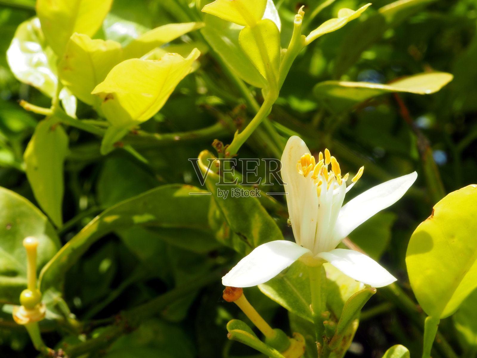 橘子树的花。照片摄影图片