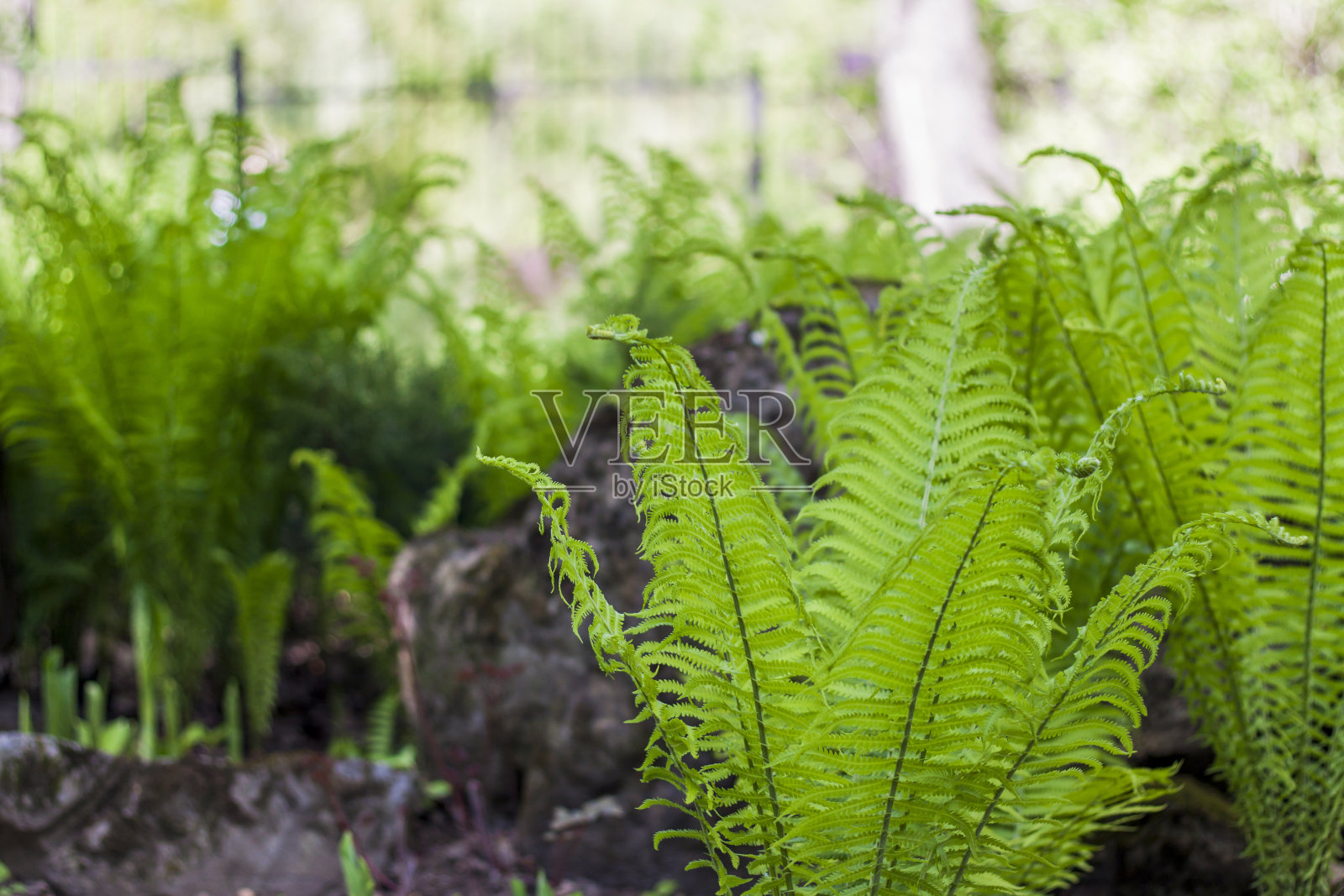 春天公园里美丽多汁的蕨类植物叶子。阳光明媚的日子里，绿油油的叶子。阳光下的自然背景。有选择性的重点。照片摄影图片