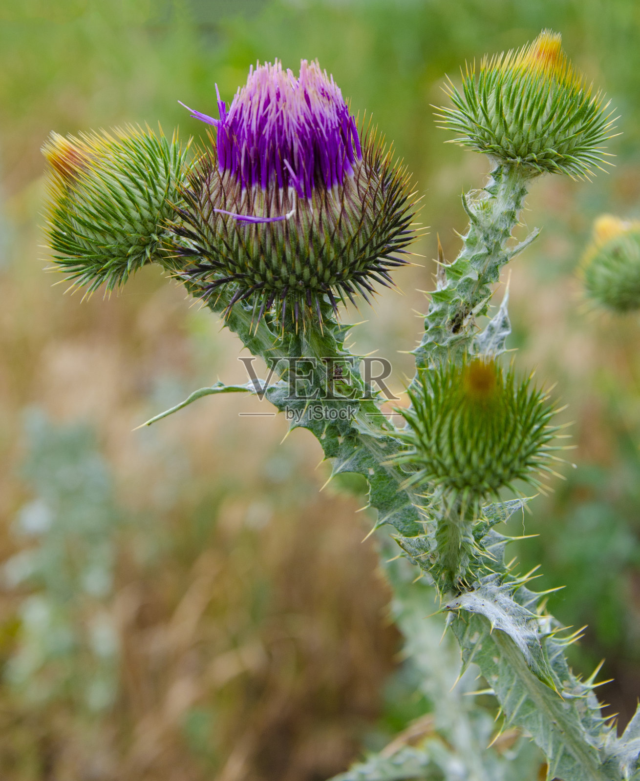 牛奶蓟花。祝福奶蓟花，合拢。水飞蓟草药照片摄影图片