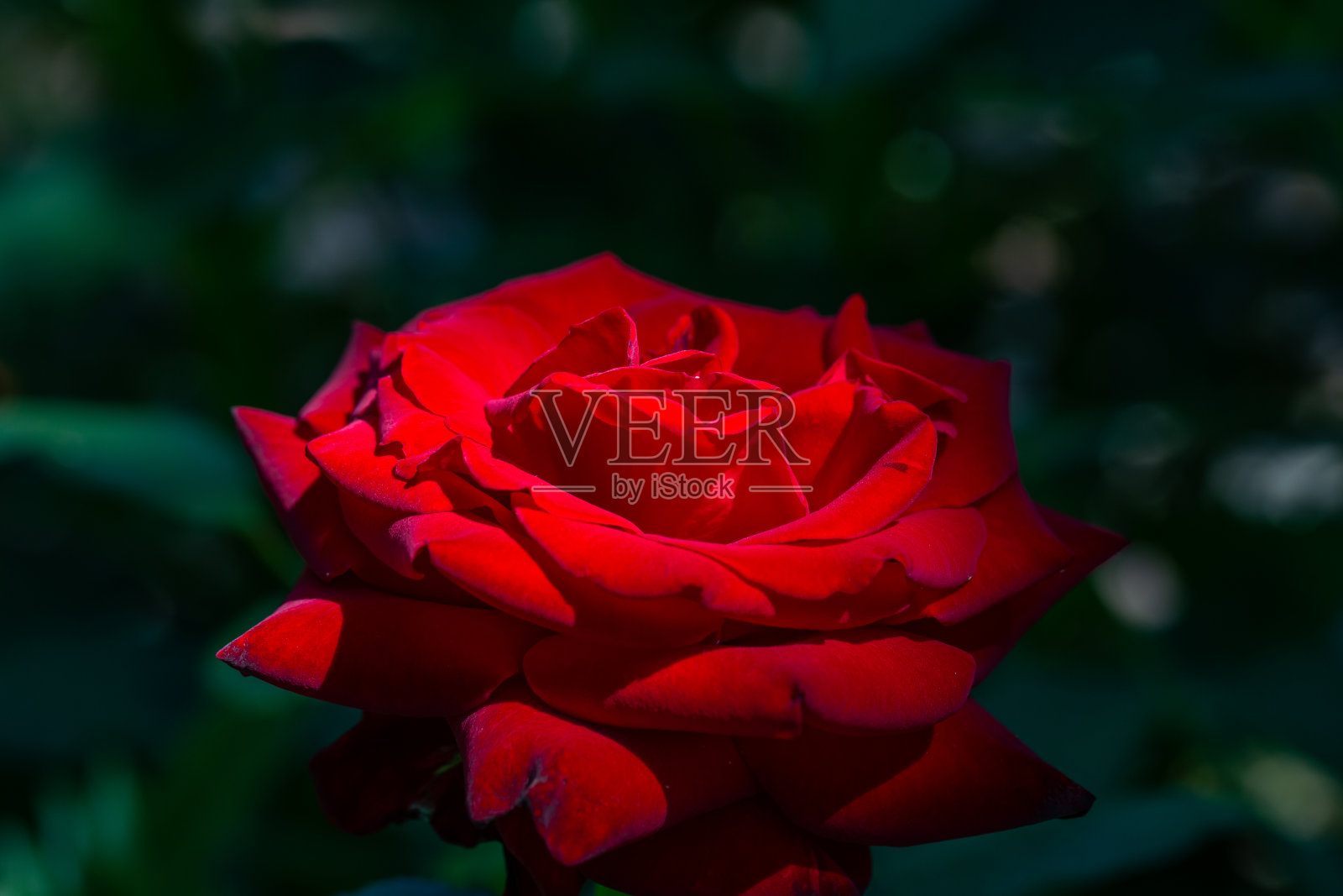 盛开的红色玫瑰花在深绿色背景微距摄影。照片摄影图片