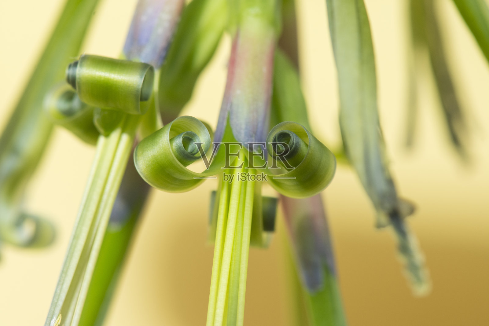 guzman花的螺旋雄蕊，特写。温室中盛开的热带植物。照片摄影图片