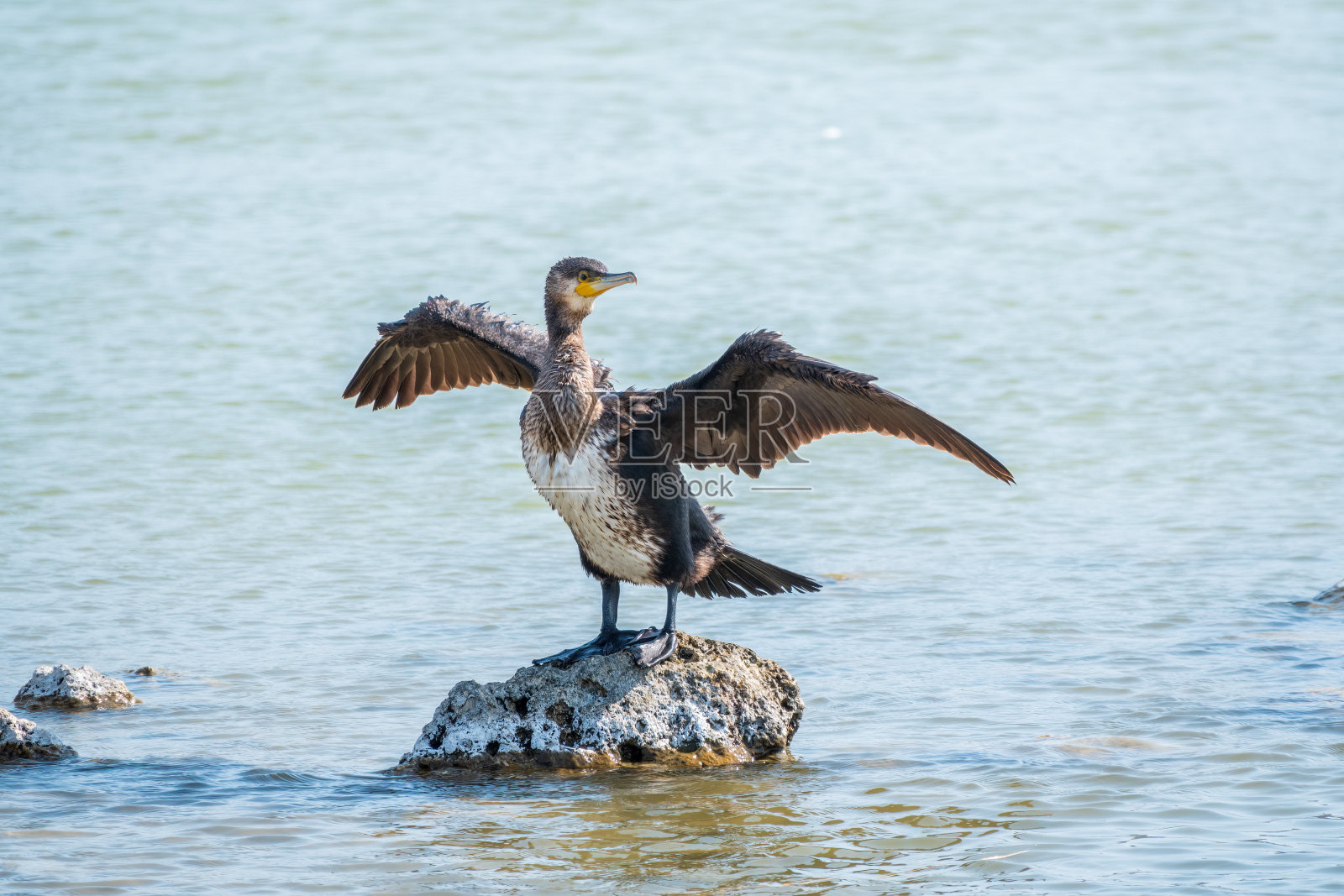 大鸬鹚，Phalacrocorax carbo，坐在石头上，在风中吹干翅膀。照片摄影图片