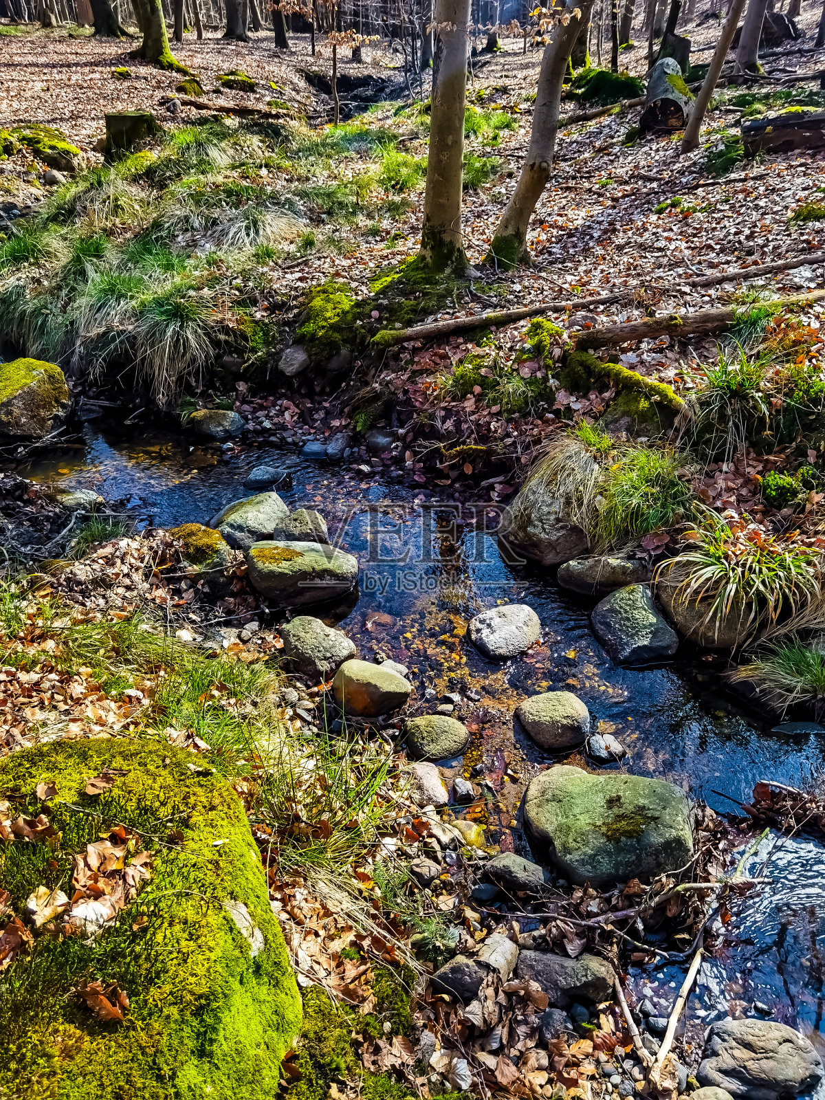 穿过森林照片摄影图片