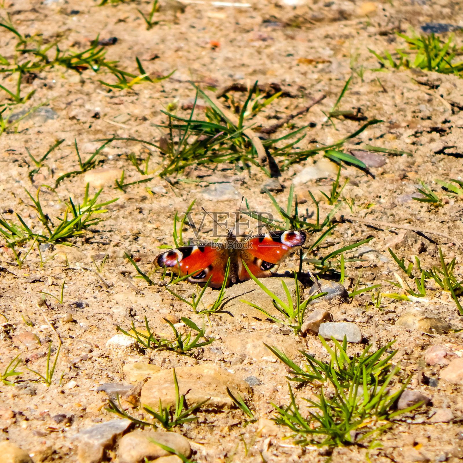 色彩斑斓的蝴蝶照片摄影图片