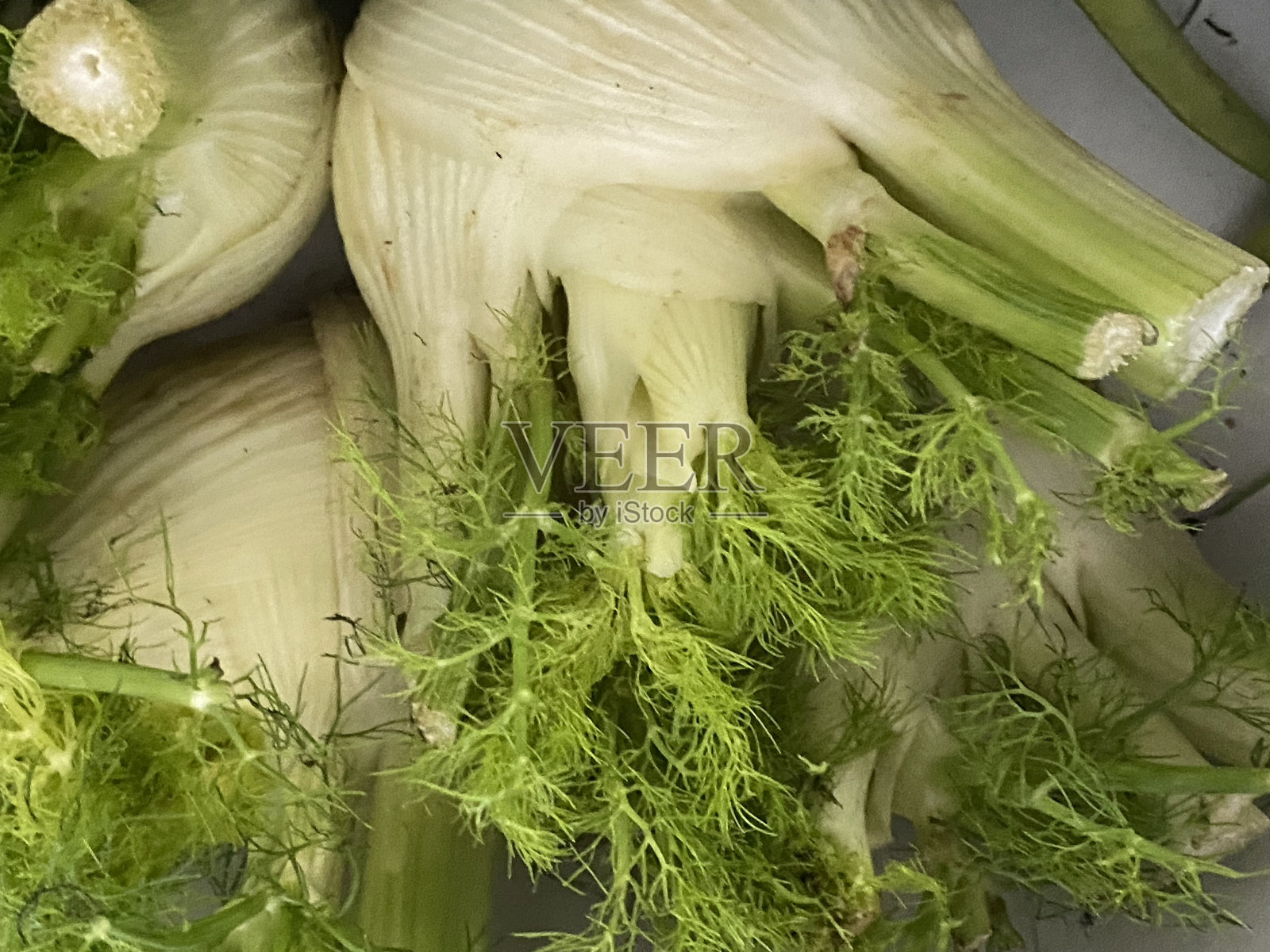 市场上新鲜的茴香球茎照片摄影图片