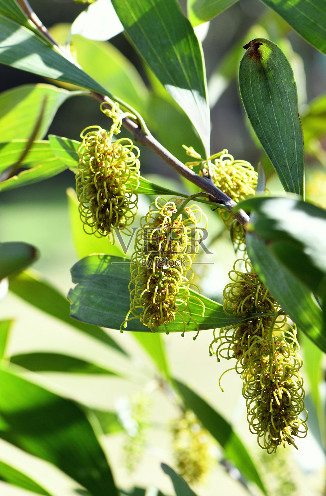 三脉兔耳枥的黄绿色花，澳洲本土兔耳枥，变形科照片摄影图片
