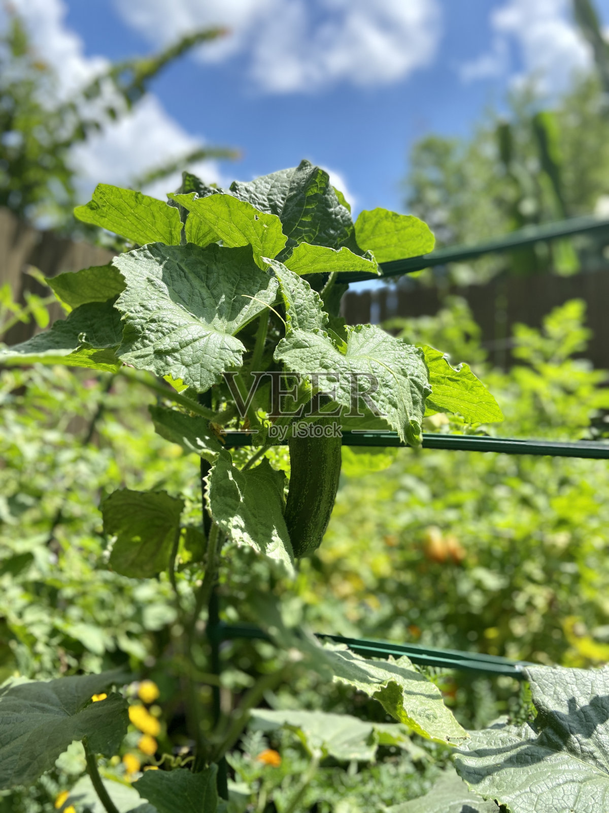 黄瓜:长在黄瓜藤蔓上的黄瓜照片摄影图片
