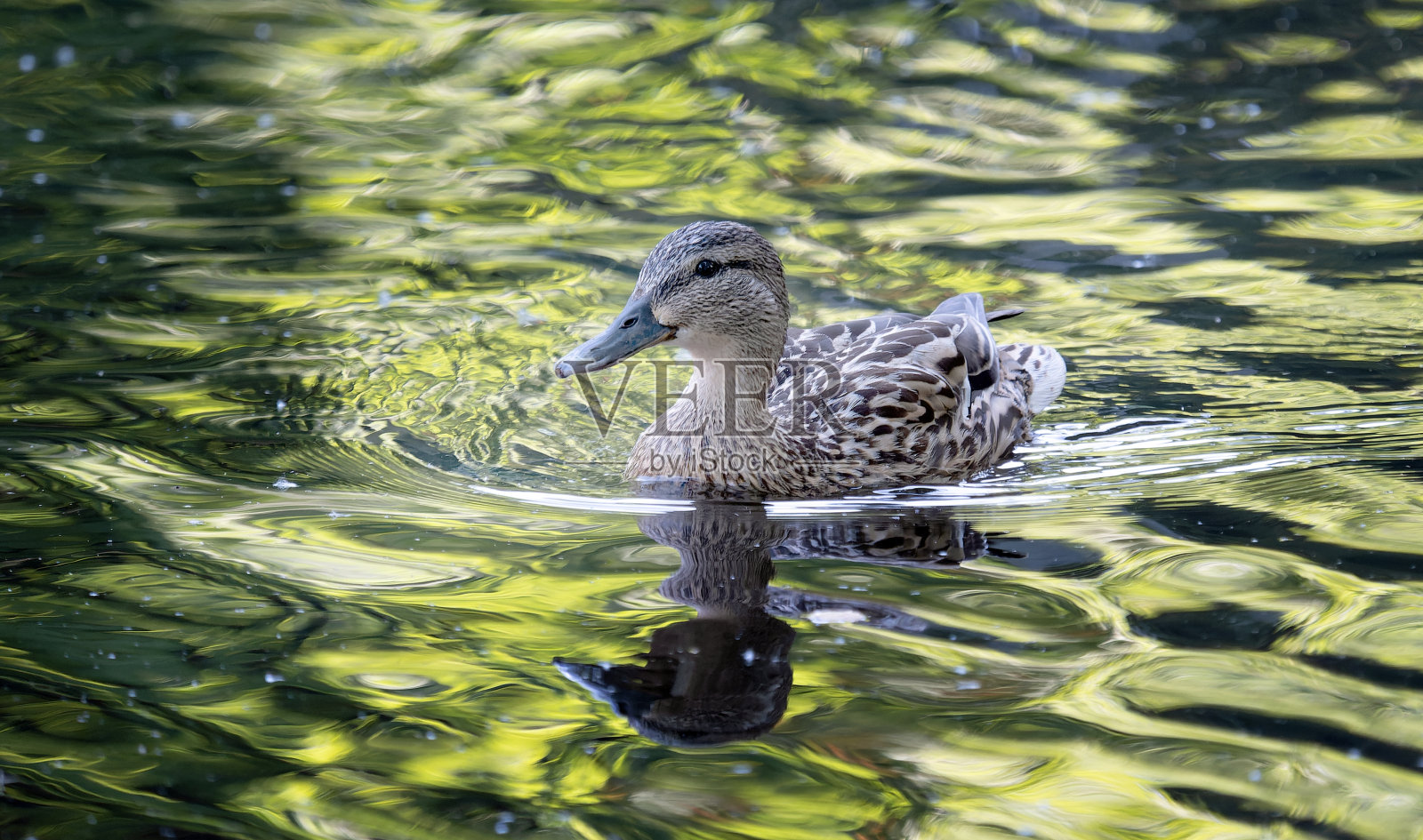 母绿头鸭(绿头鸭)照片摄影图片
