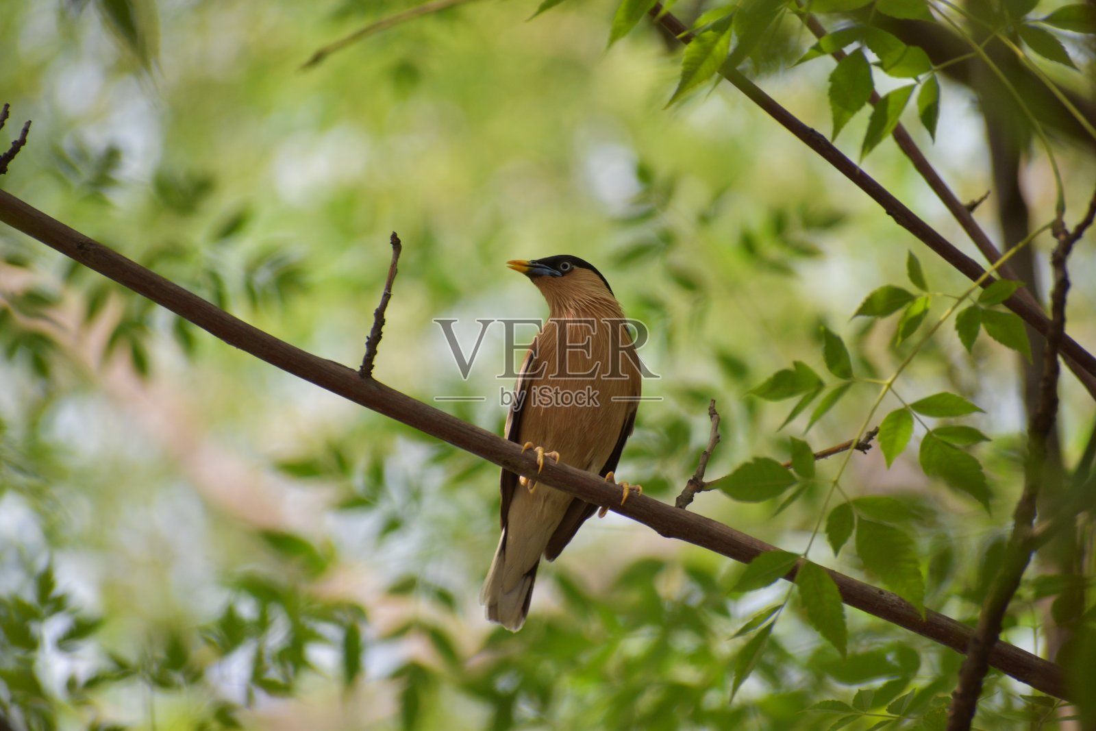 婆罗门/椋鸟照片摄影图片