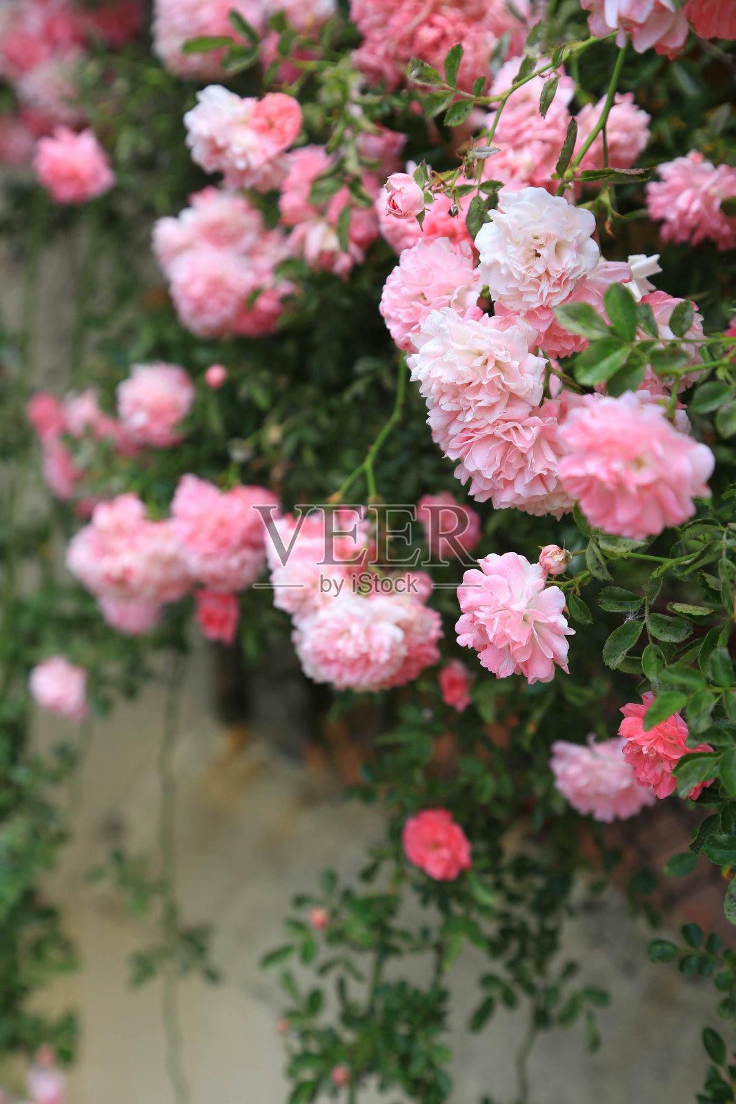 粉红色的玫瑰花丛挂在篱笆上。照片摄影图片