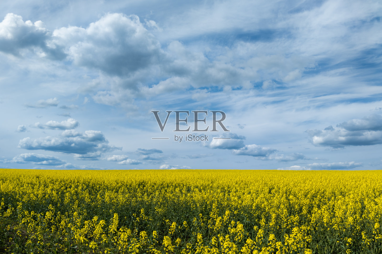 盛开的油菜花田和蓝天白云照片摄影图片