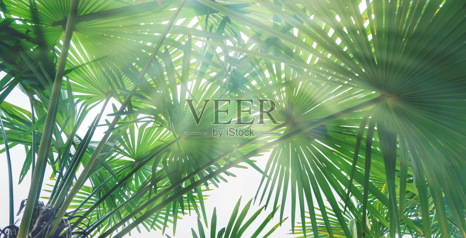 阳光下的棕榈叶树冠，绿色孤立的棕榈叶像一个丛林在白色的背景下从下面对阳光，热带植被的背景概念与复制空间照片摄影图片