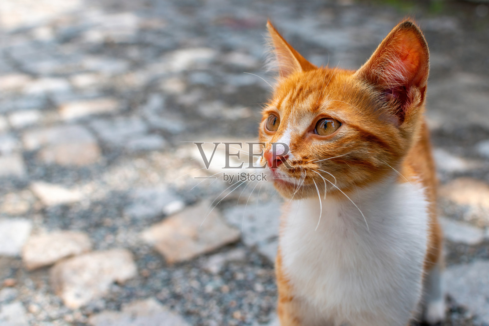 可爱的姜猫肖像阳光脸从右向左看。关注的眼睛照片摄影图片