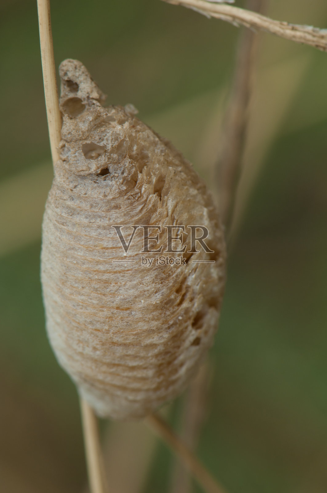 螳螂卵鞘。照片摄影图片