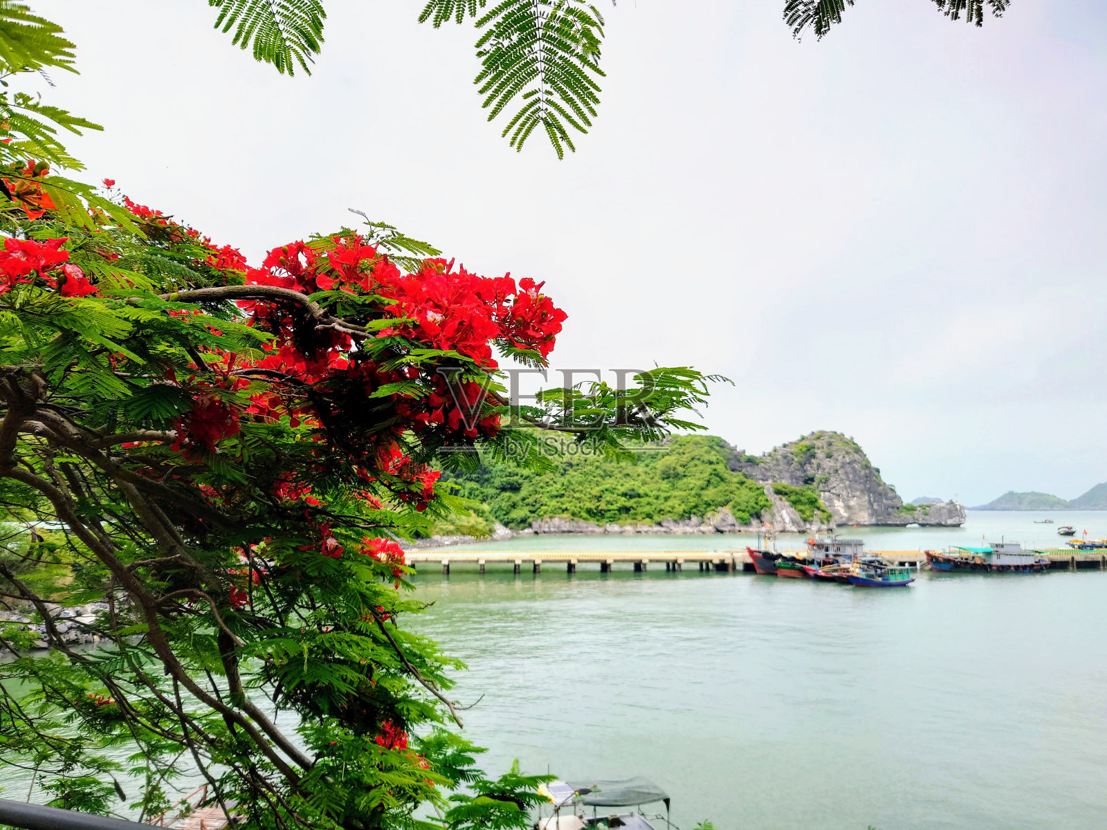 红色艳丽的花朵由猫巴湾照片摄影图片