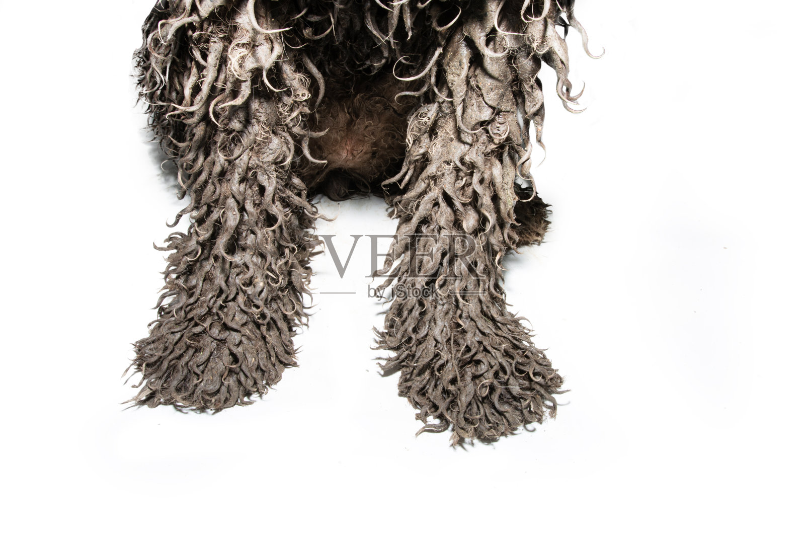 小狗在泥坑里玩耍后的脚特写。孤立在白色背景上照片摄影图片