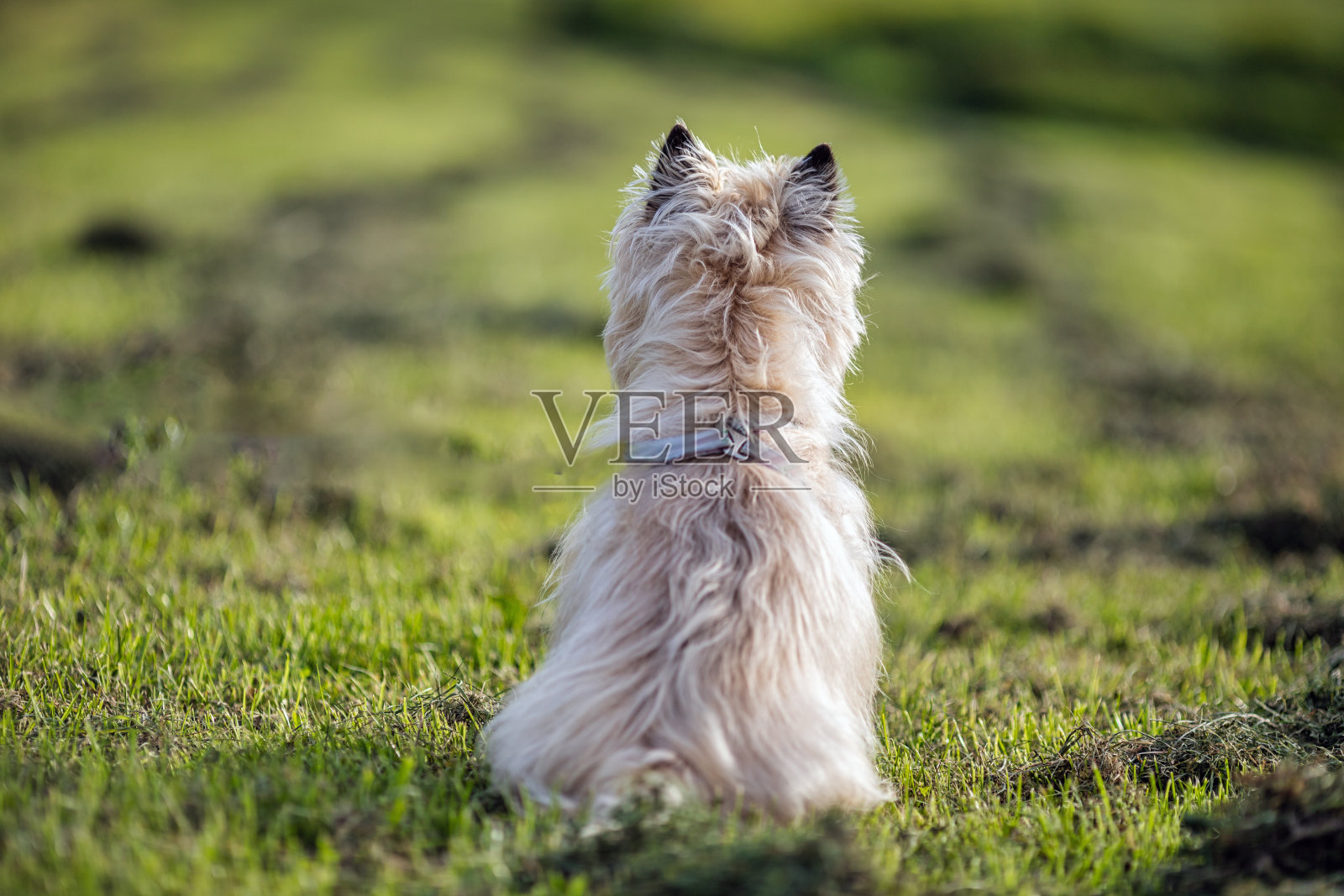 大自然中的凯恩梗照片摄影图片