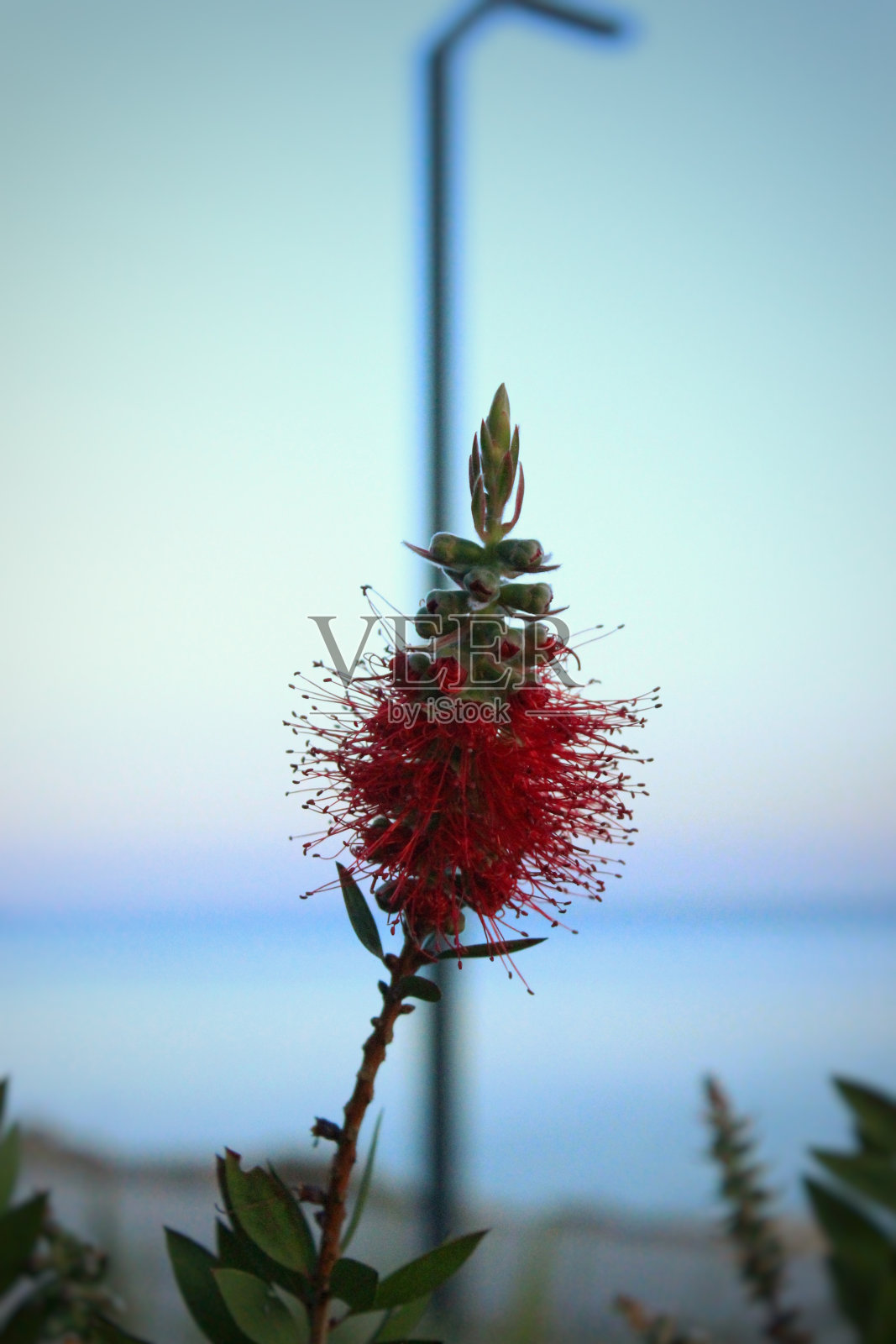 红色的花照片摄影图片