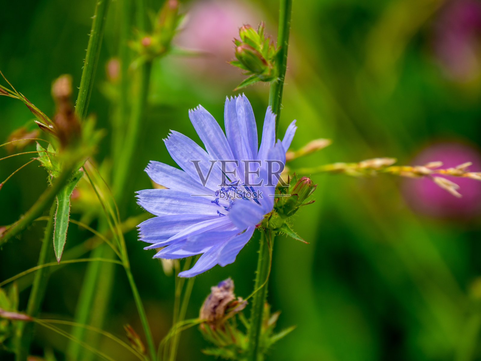 菊苣花照片摄影图片