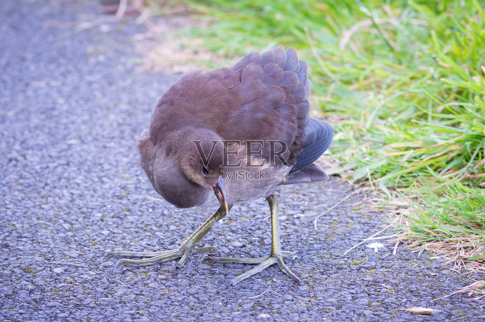 在小径上的毛亨幼兽照片摄影图片