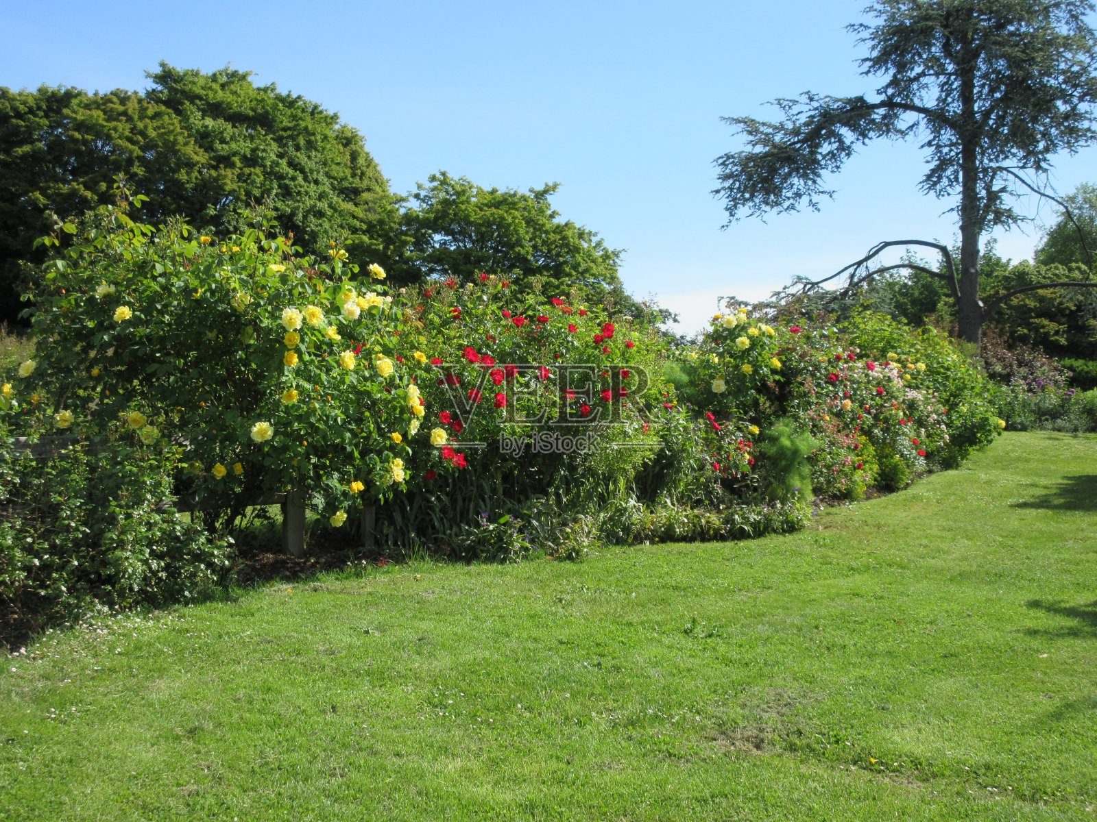 伊丽莎白女王公园花园鲜艳的红黄玫瑰和花坛2022年6月照片摄影图片