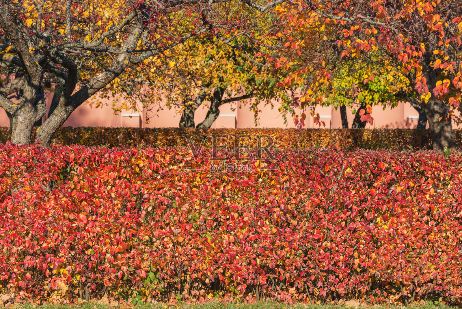 秋天的时候看秋天的树木。照片摄影图片