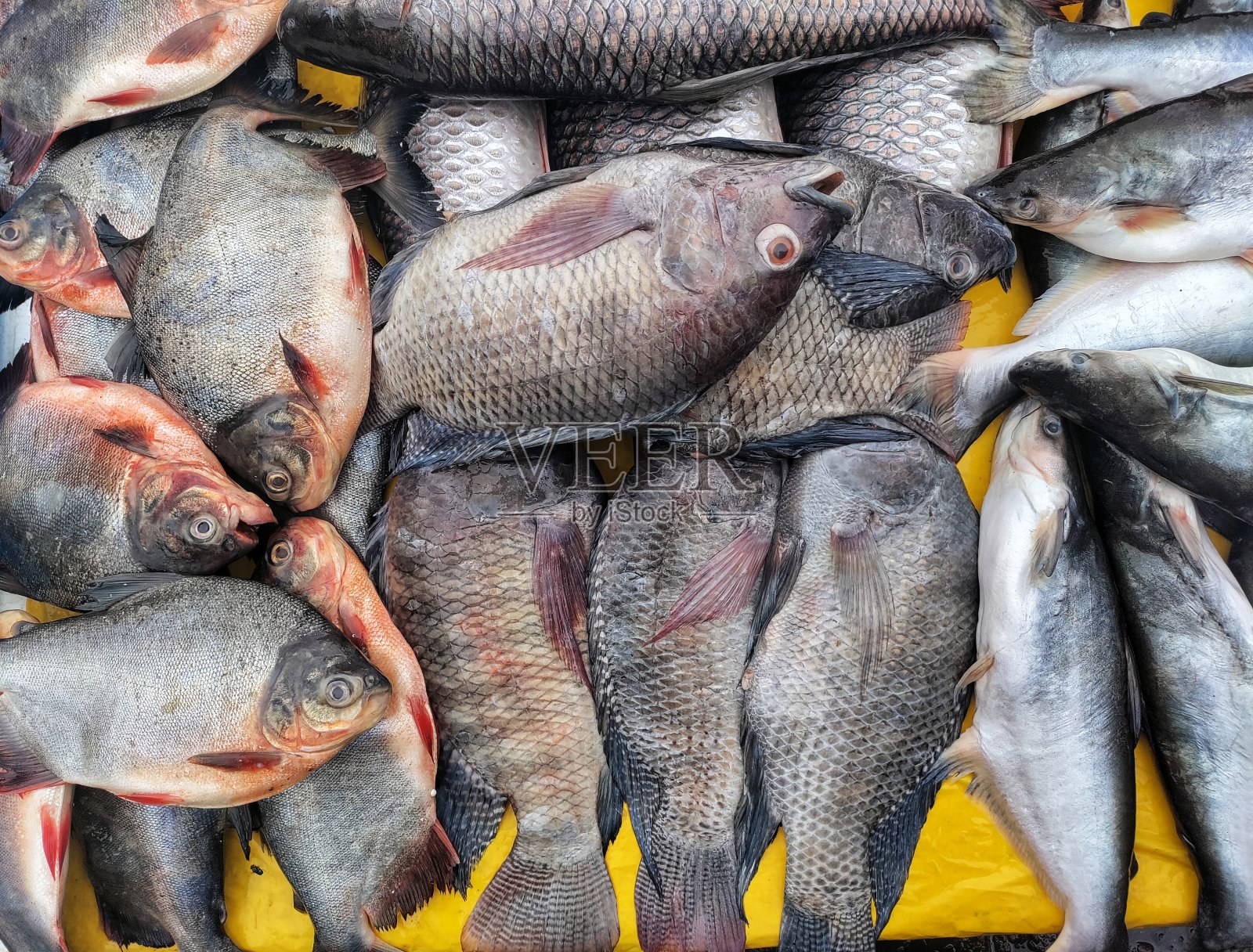 印度生鲜市场出售的河鱼或淡水鱼。照片摄影图片