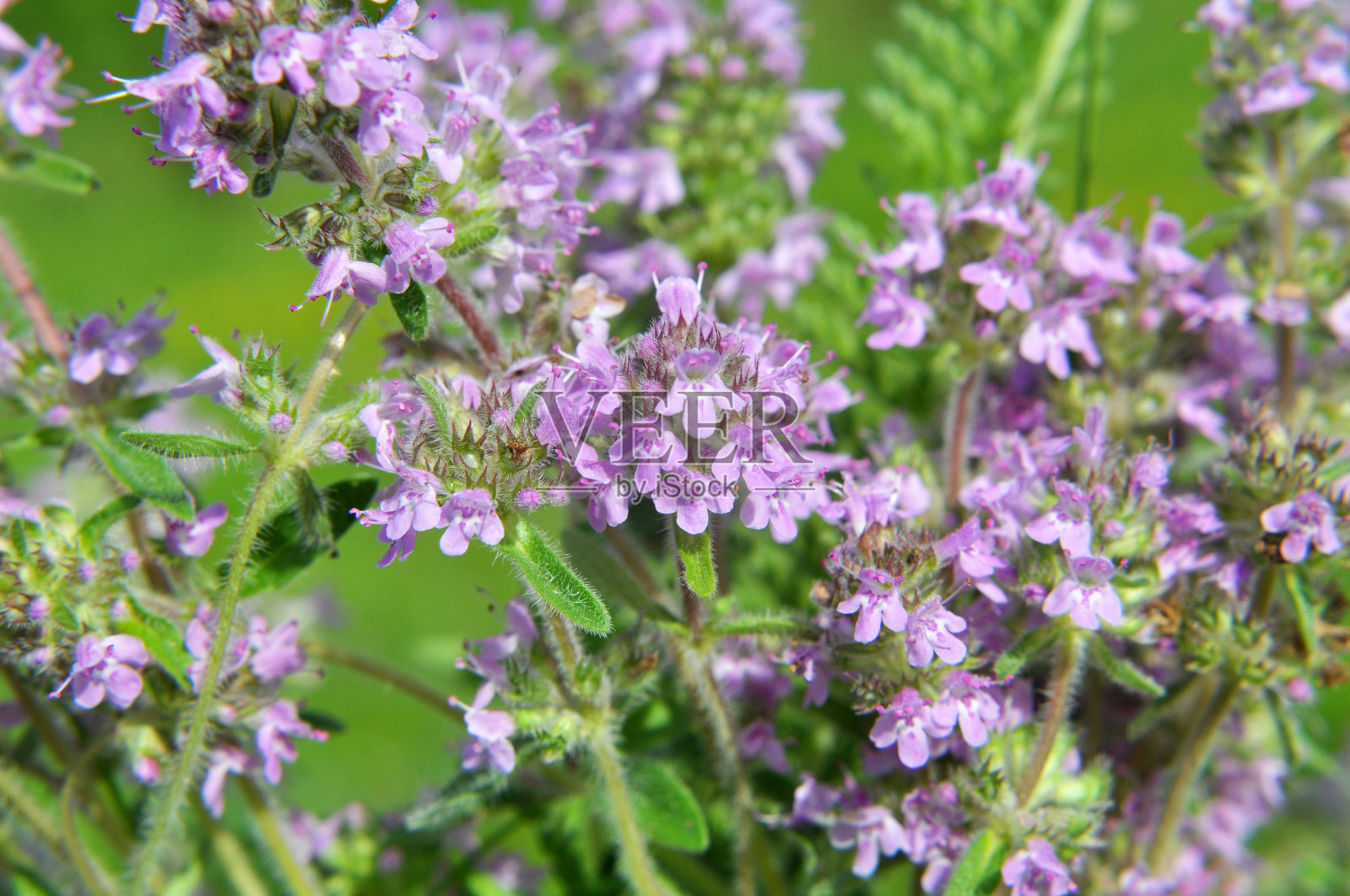 百里香(Thymus serpyllum)在自然界中开花照片摄影图片
