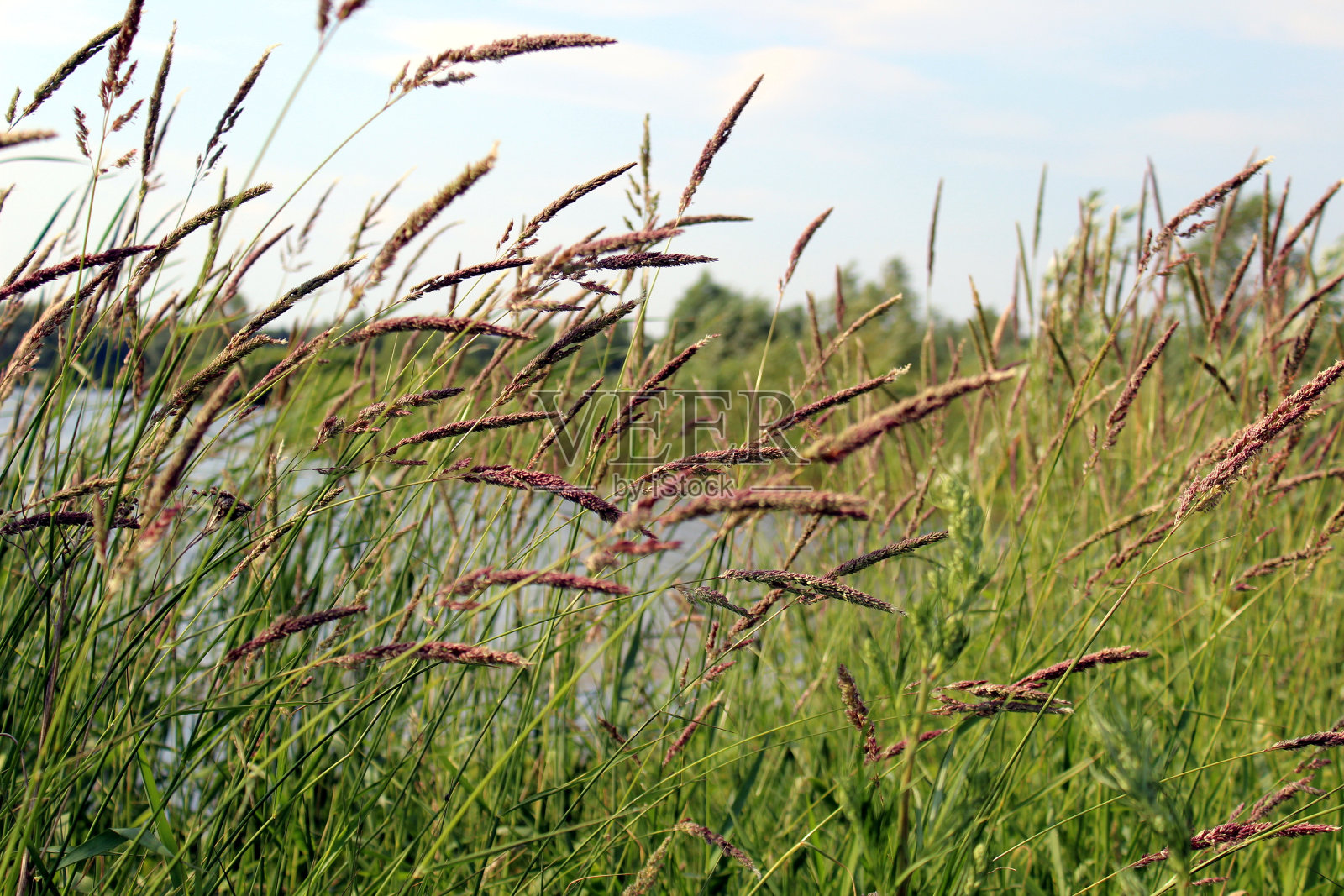 景观。湖边长着高高的草。照片摄影图片