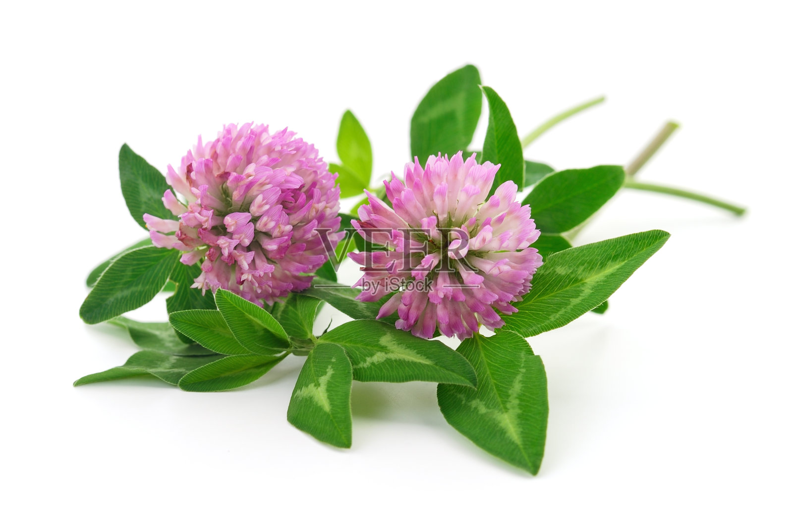 粉红色的三叶草花。照片摄影图片