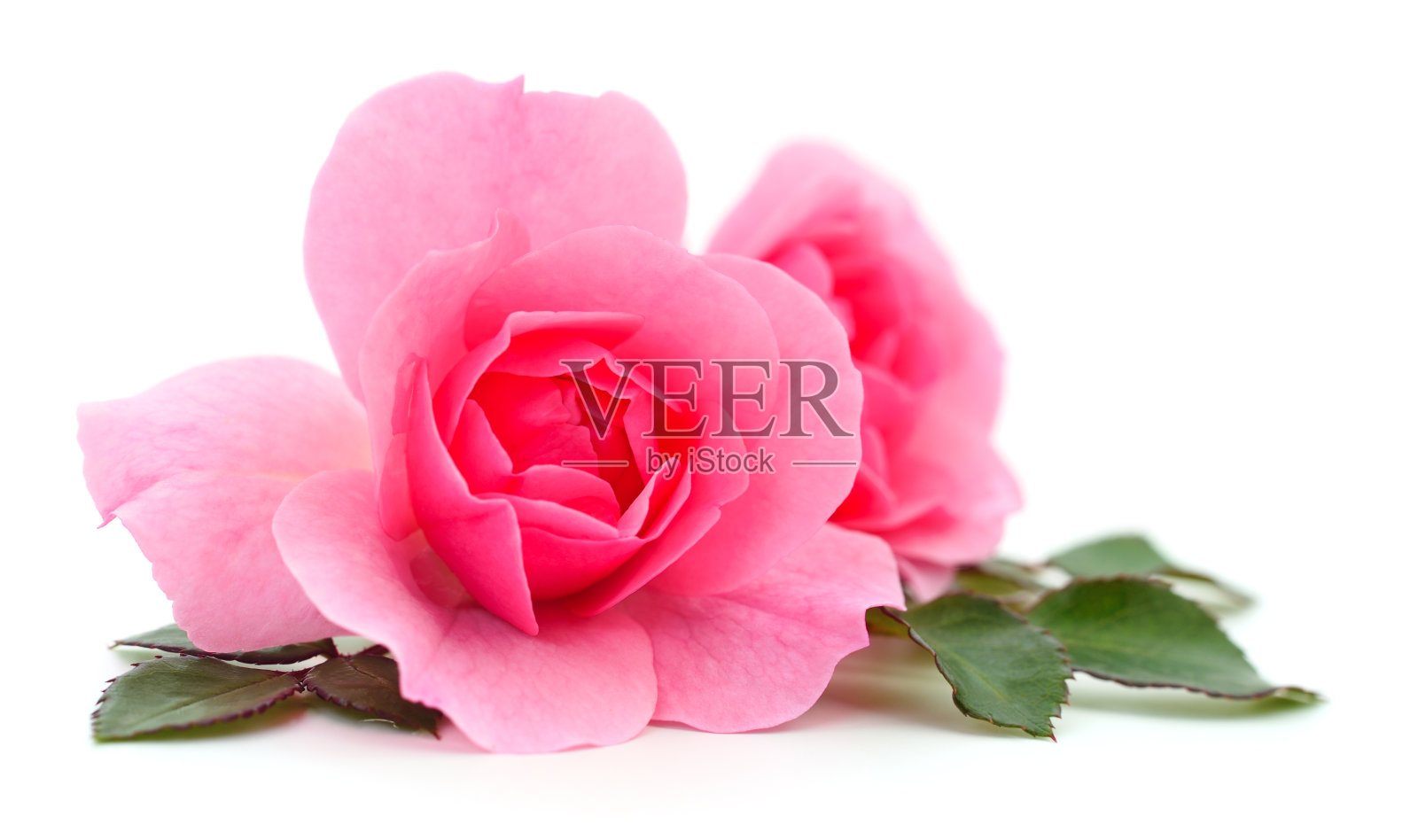 美丽的粉红色玫瑰花。照片摄影图片