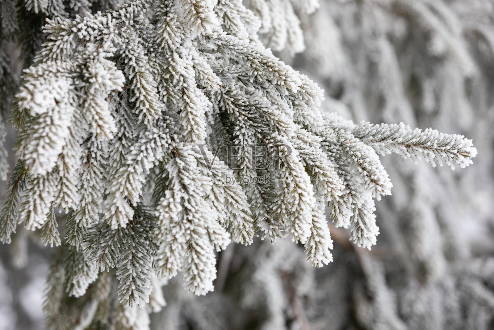 下雪的森林照片摄影图片