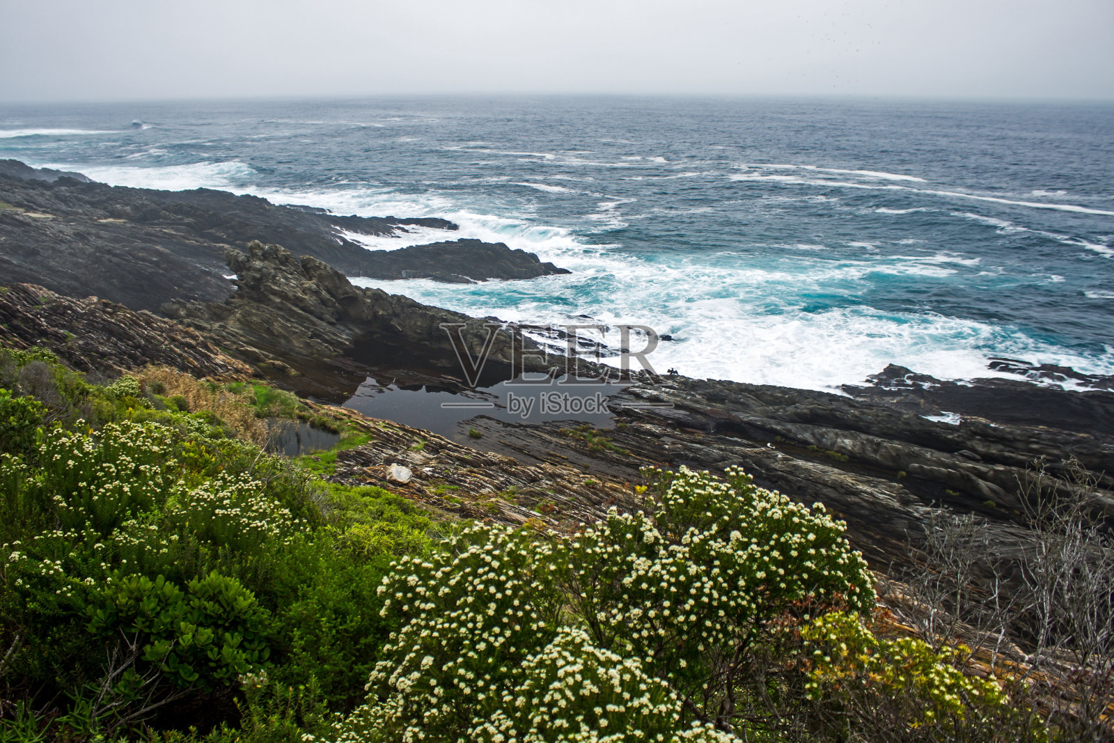 一个寒冷多雾的日子，在多岩石的海岸线上，前景是fynbos照片摄影图片