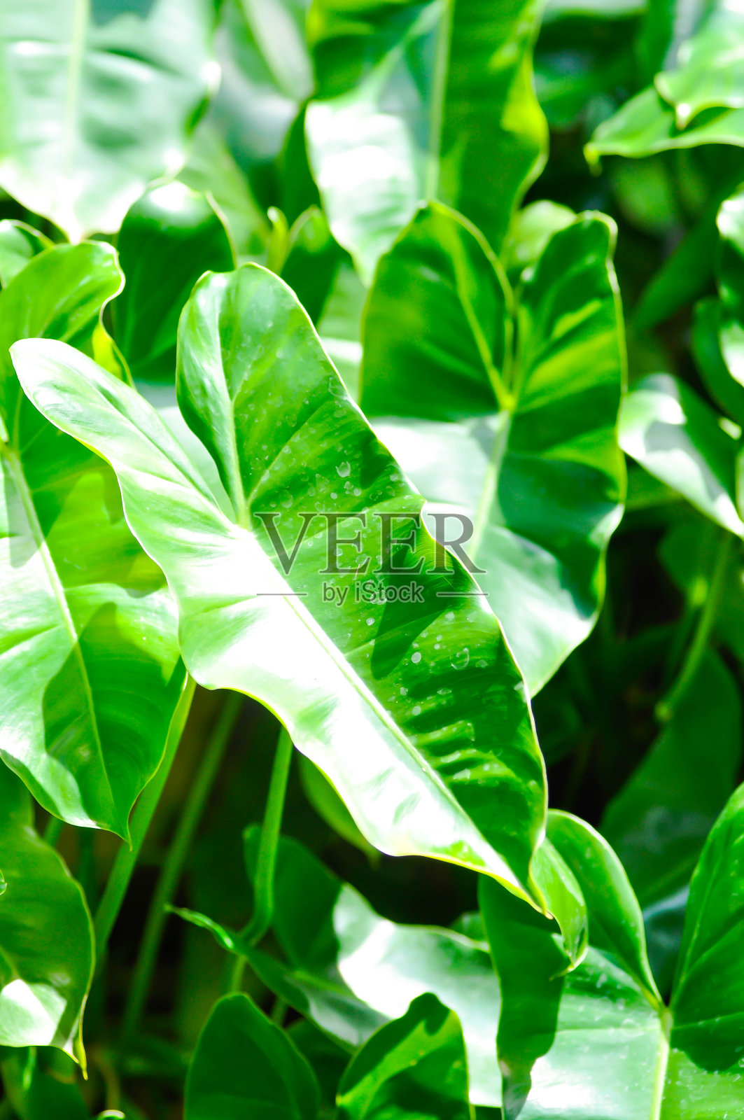 勃氏蔓绿绒、蔓绿绒植物或绿叶照片摄影图片