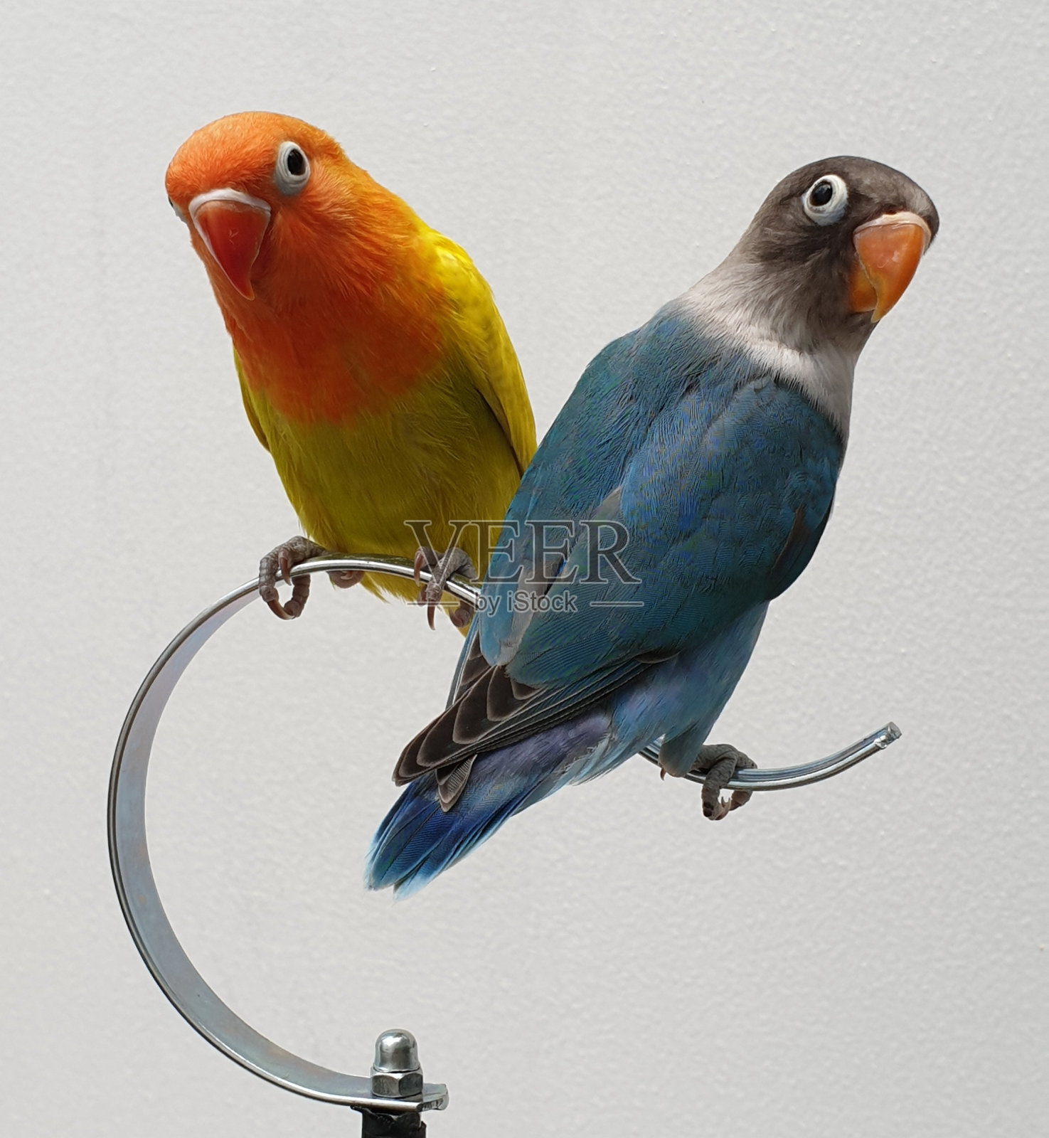 小鹦鹉类夫妇照片摄影图片