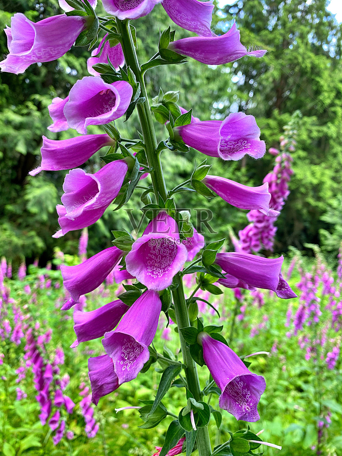 毛地黄照片摄影图片